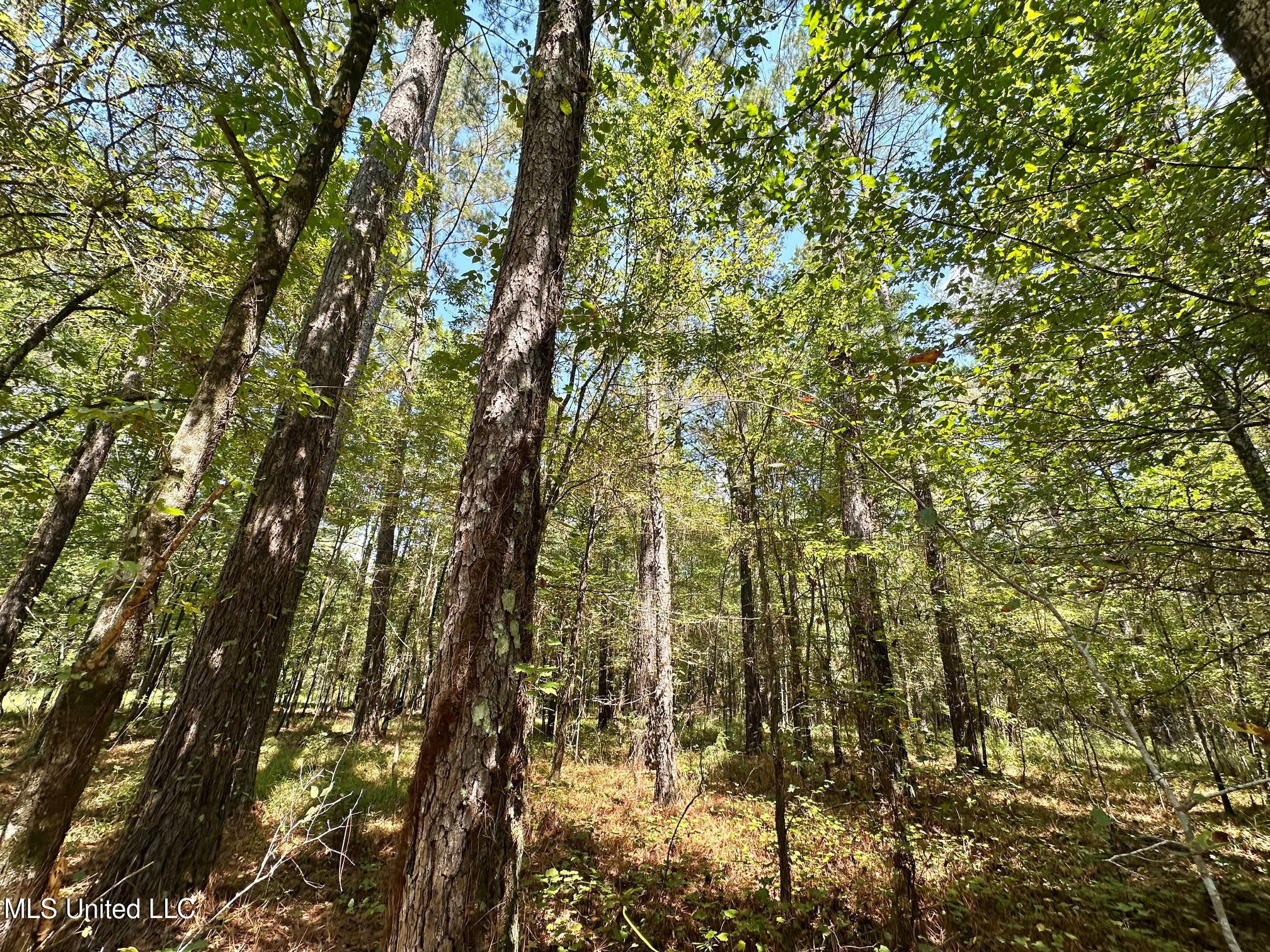 2 Forest Service Road 562 Property Photo 20