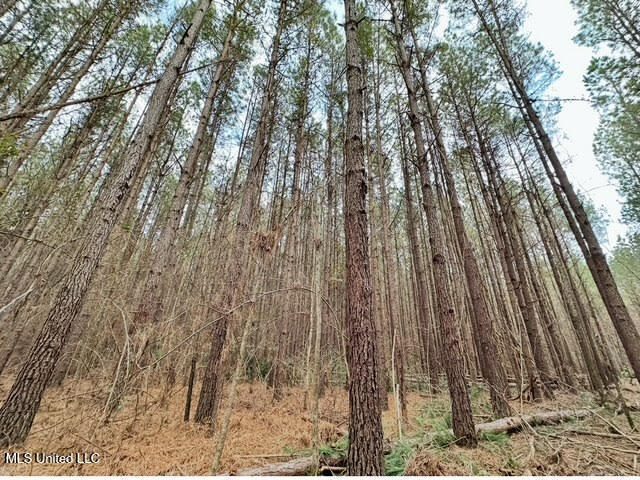 2 Forest Service Road 562 Property Photo 34