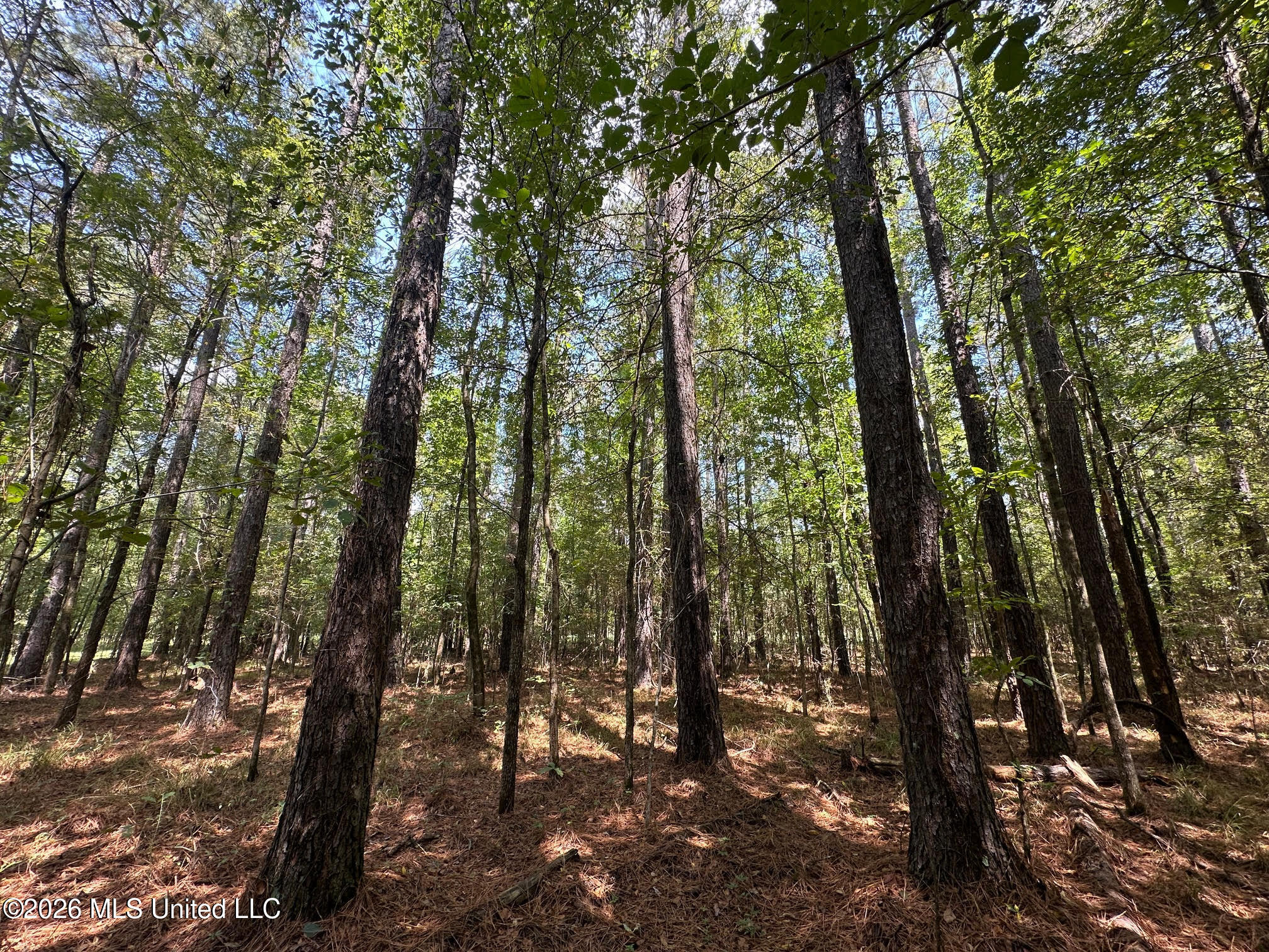 7 Forest Service Road 562 Property Photo 1