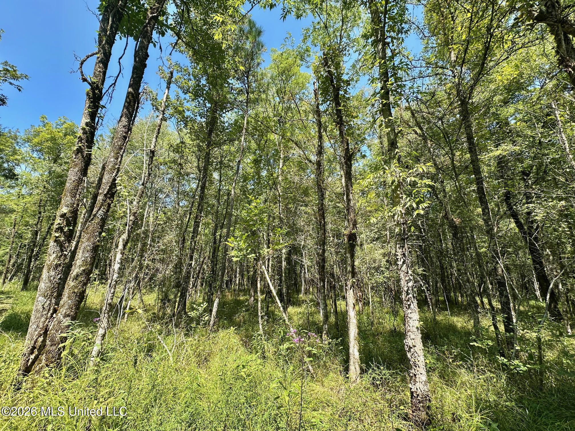 7 Forest Service Road 562 Property Photo 6