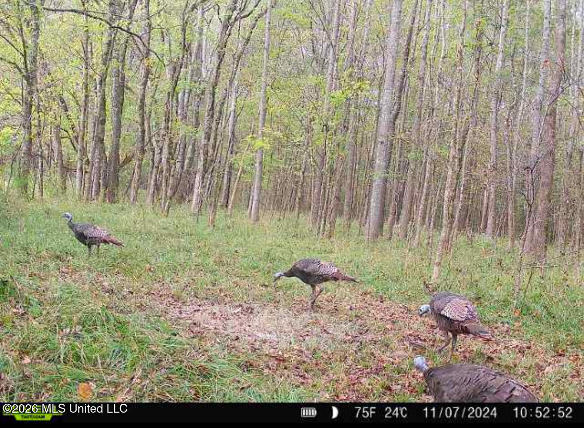 8 Forest Service Road 562 Property Photo 5