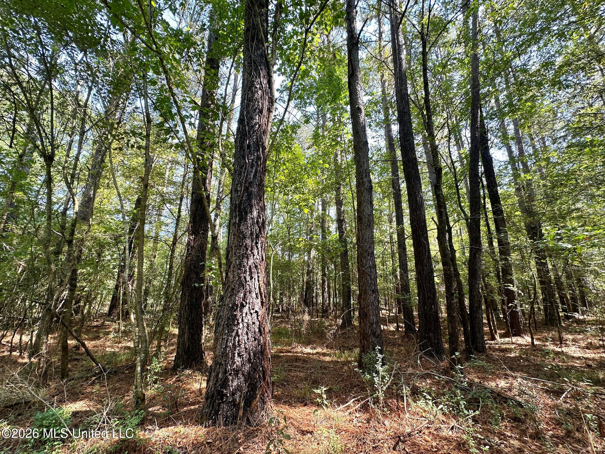 8 Forest Service Road 562 Property Photo 7