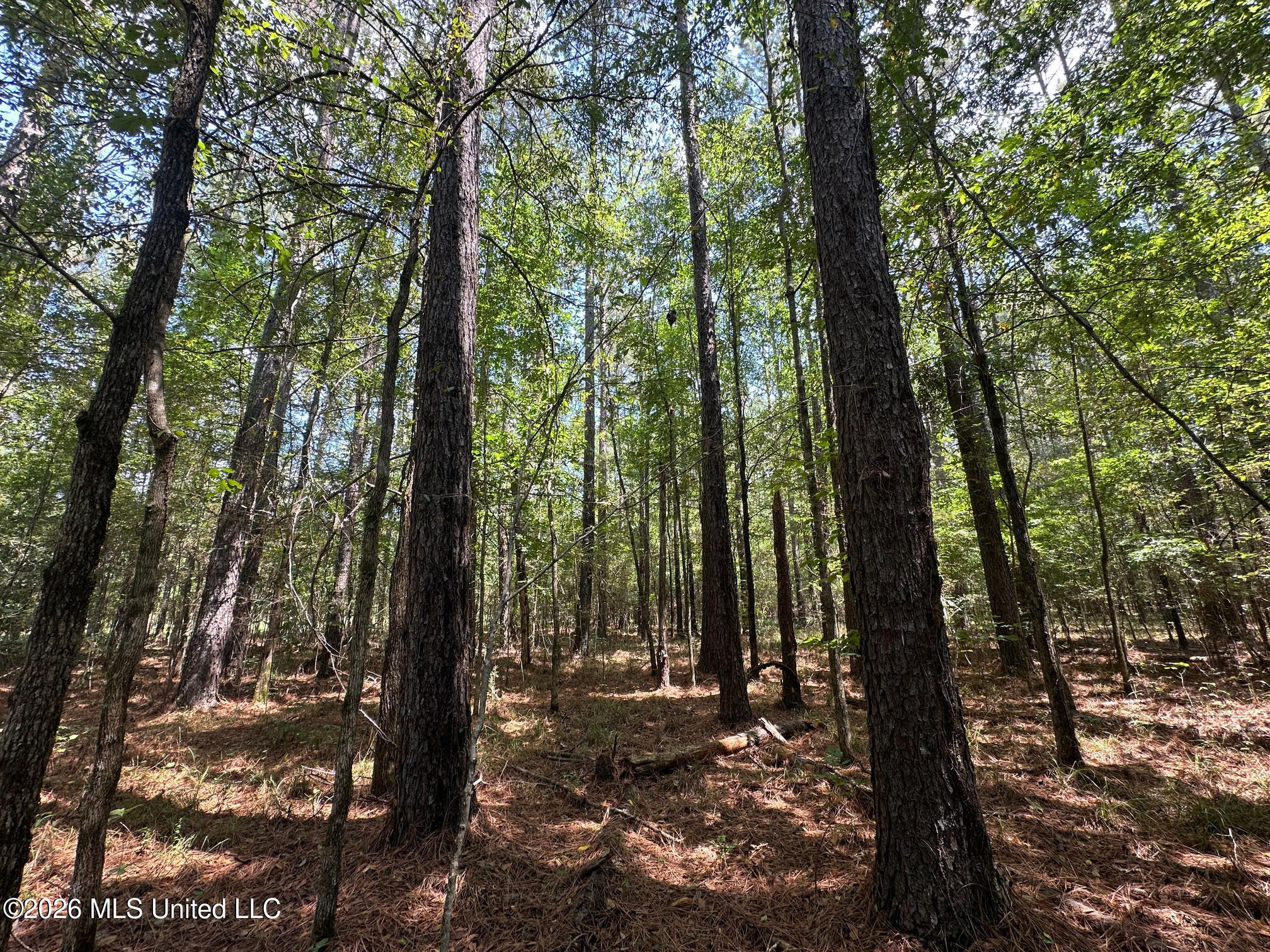 8 Forest Service Road 562 Property Photo 22