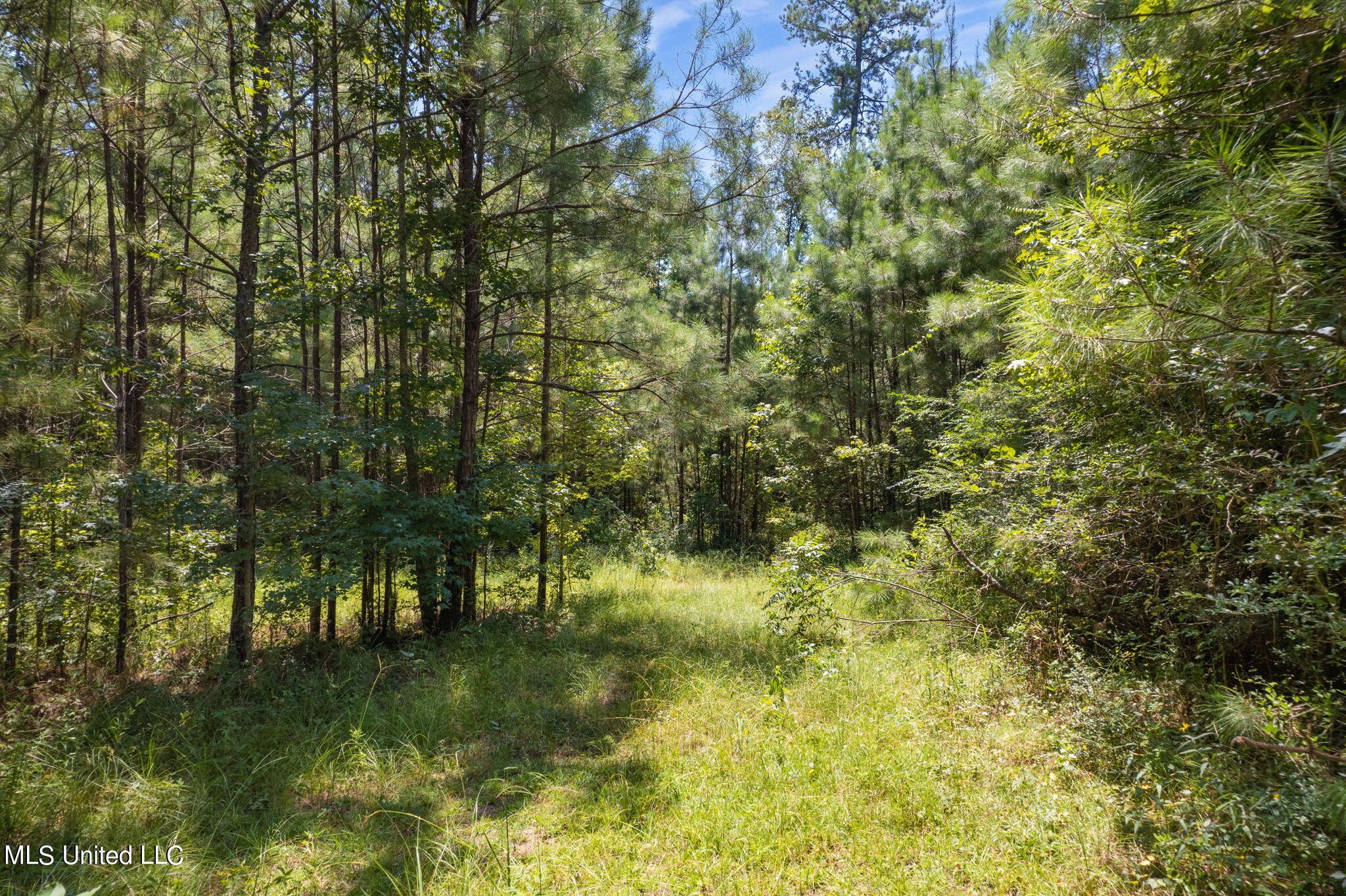 293 Acres Scruggs Road Property Photo 7