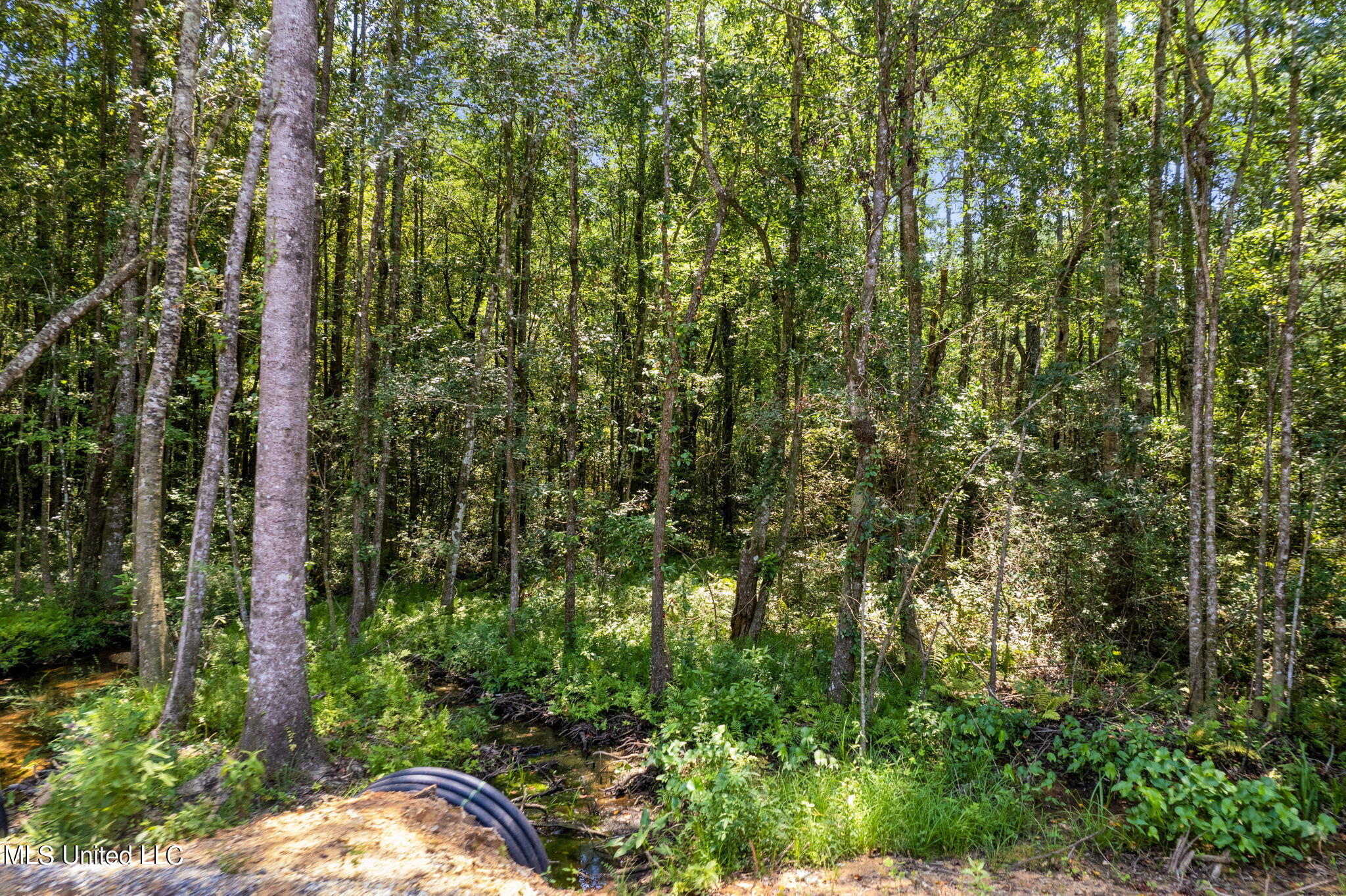 293 Acres Scruggs Road Property Photo 9