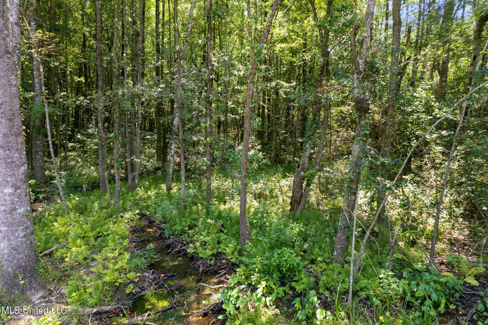293 Acres Scruggs Road Property Photo 10