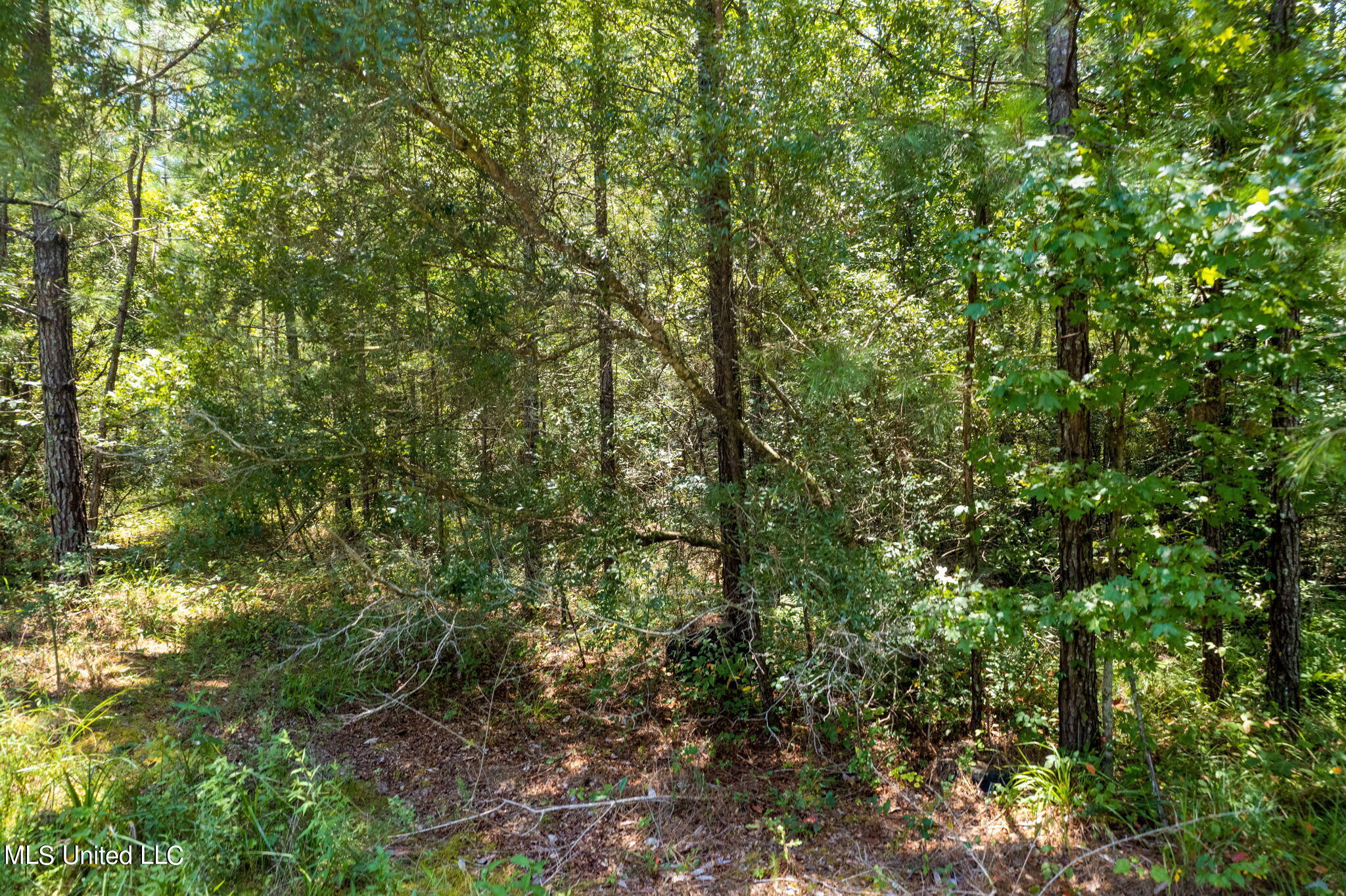 293 Acres Scruggs Road Property Photo 14