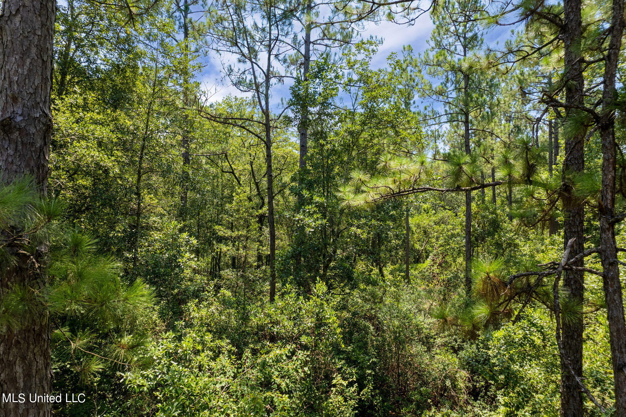 293 Acres Scruggs Road Property Photo 15