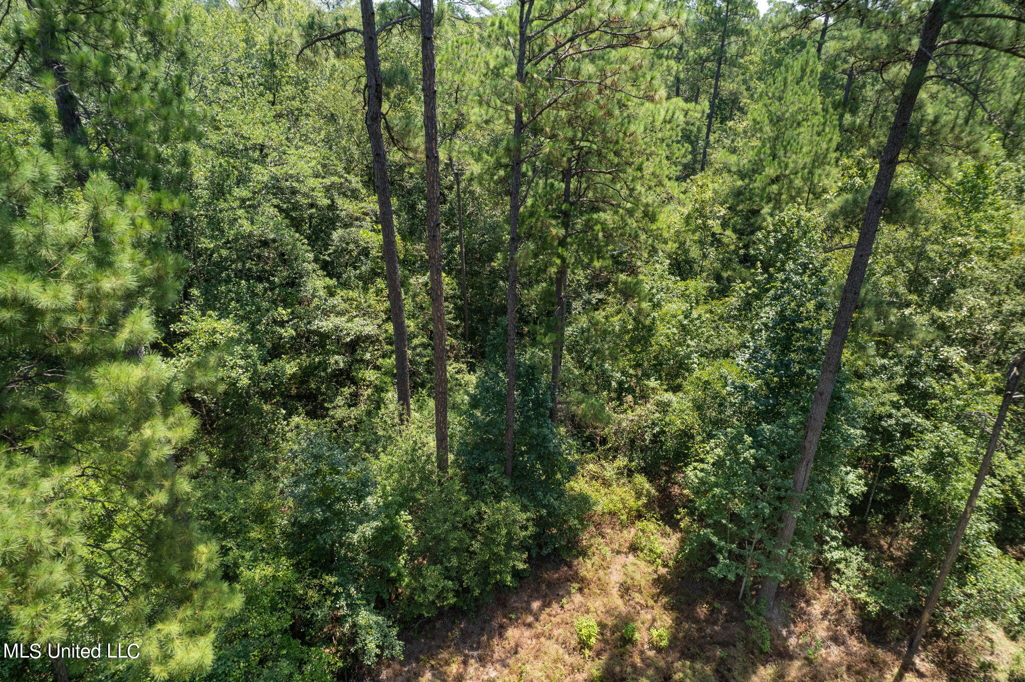 293 Acres Scruggs Road Property Photo 17