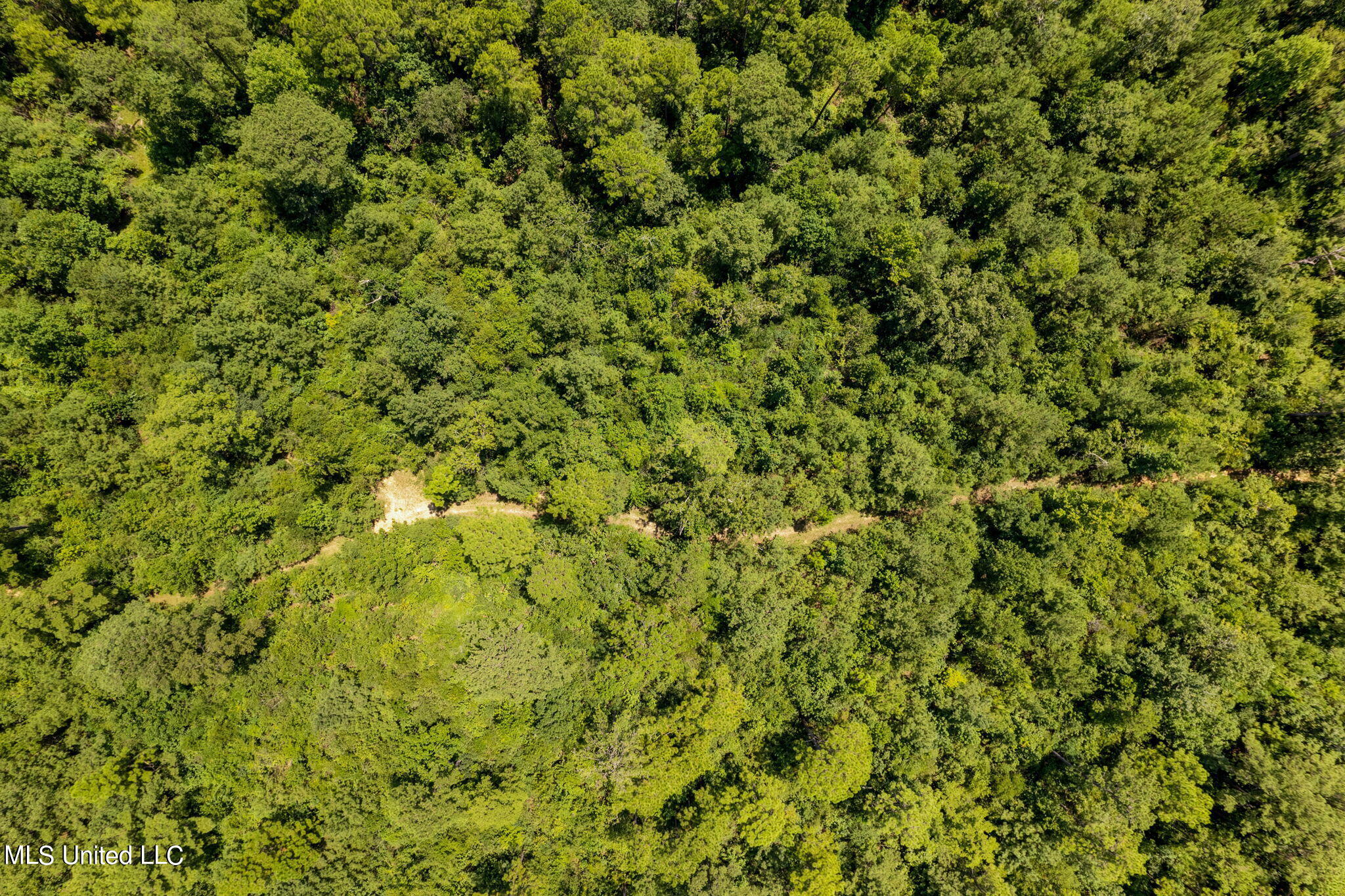 293 Acres Scruggs Road Property Photo 18