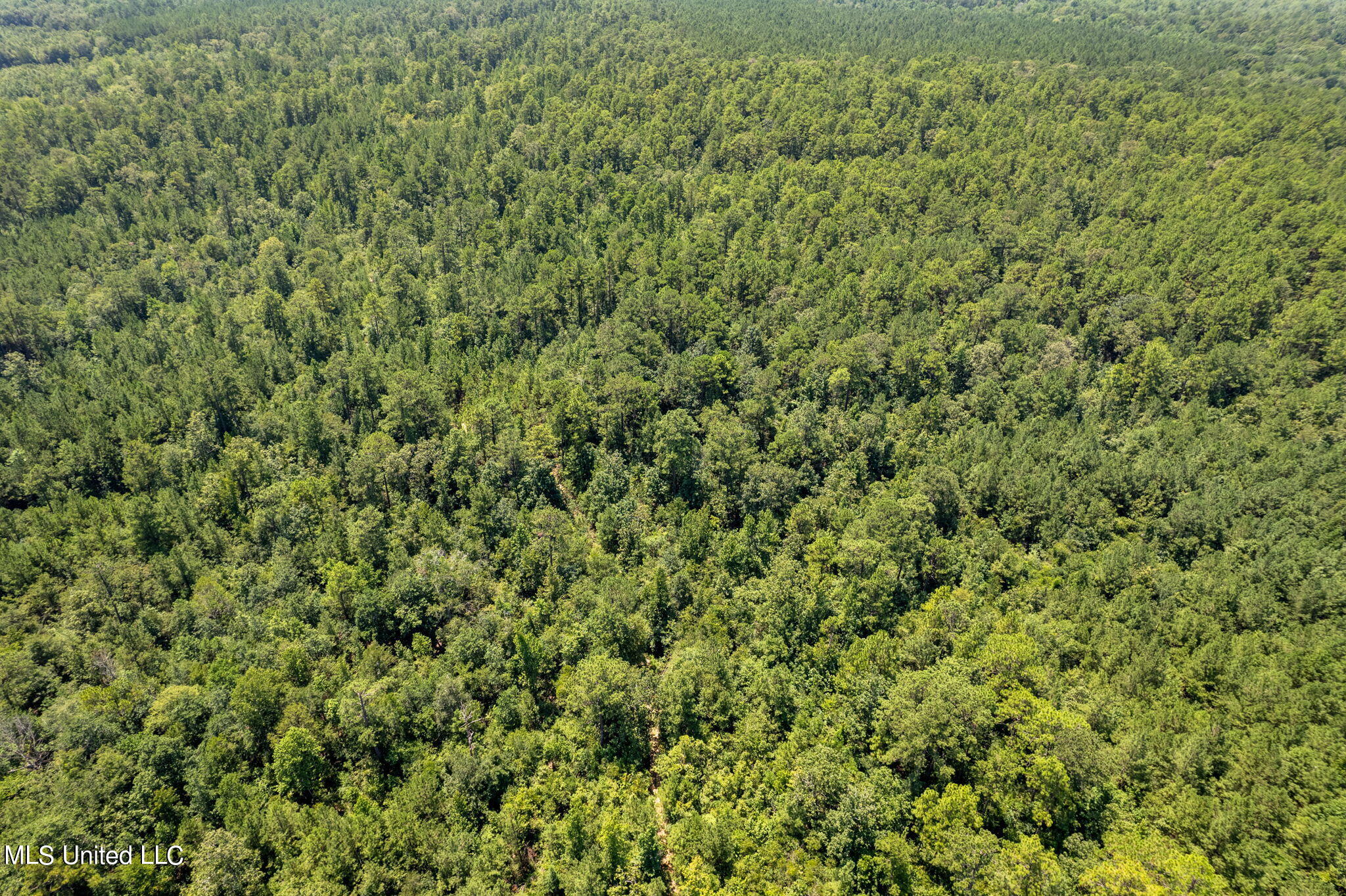 293 Acres Scruggs Road Property Photo 19