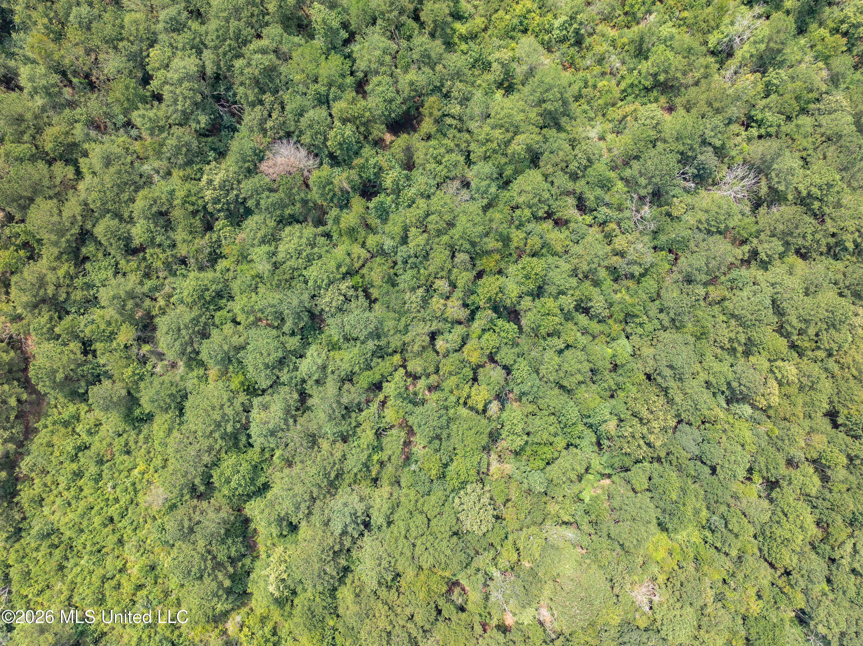 40 Acres Son's Lane Property Photo 11