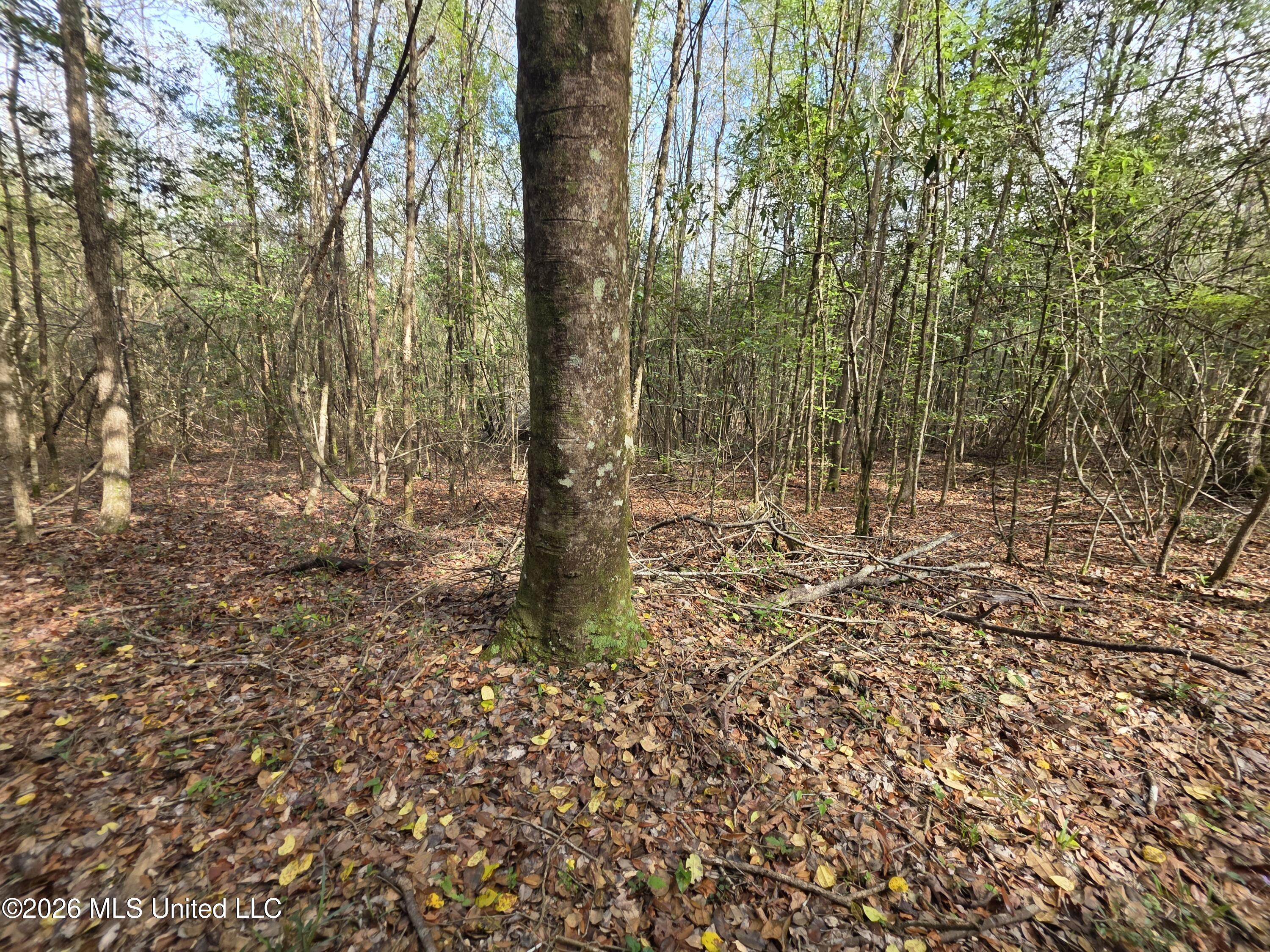 Conerly Drive Property Photo 19