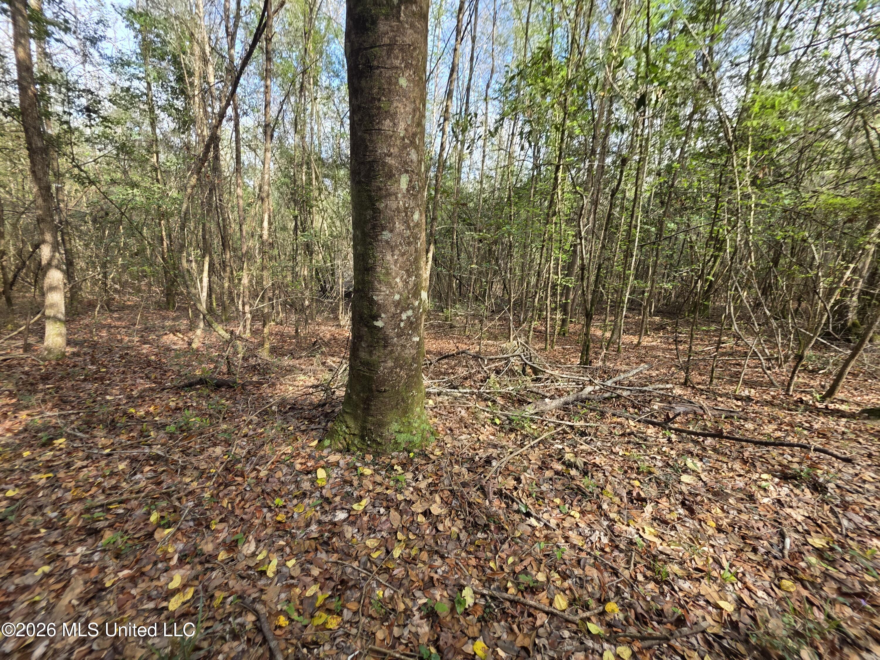 Conerly Drive Property Photo 20