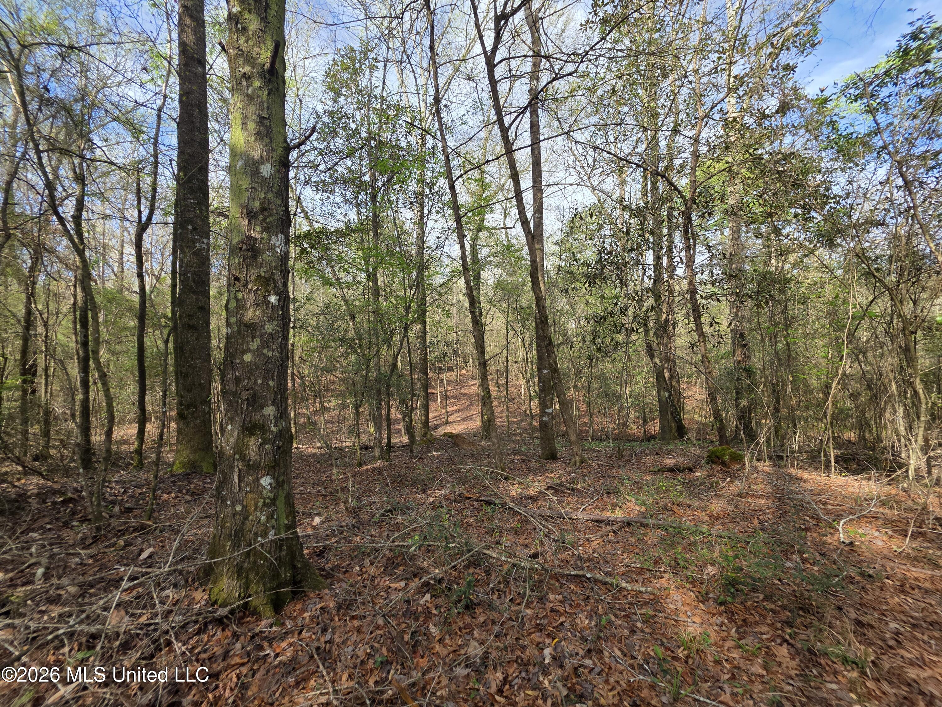 Conerly Drive Property Photo 23