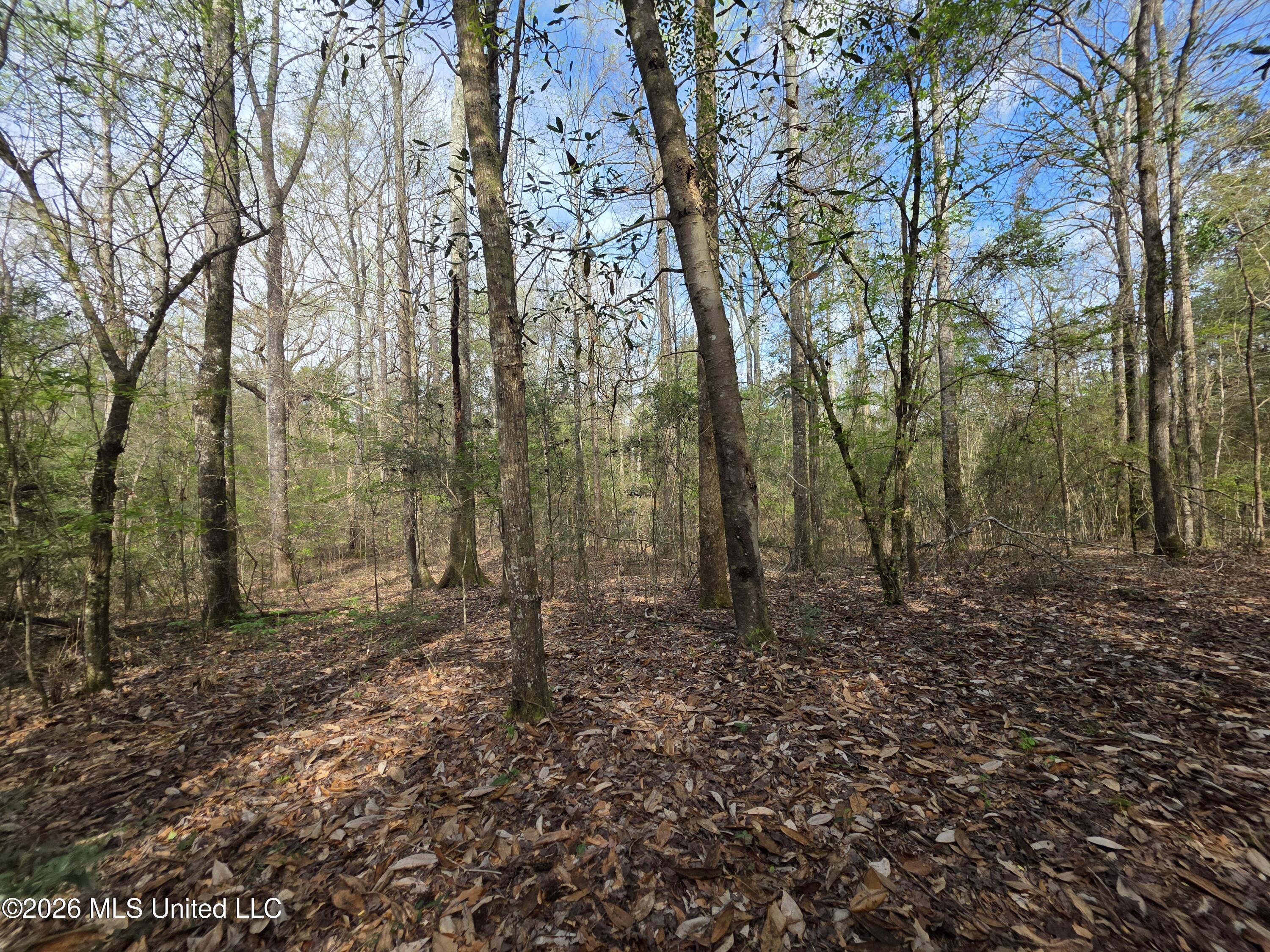 Conerly Drive Property Photo 24