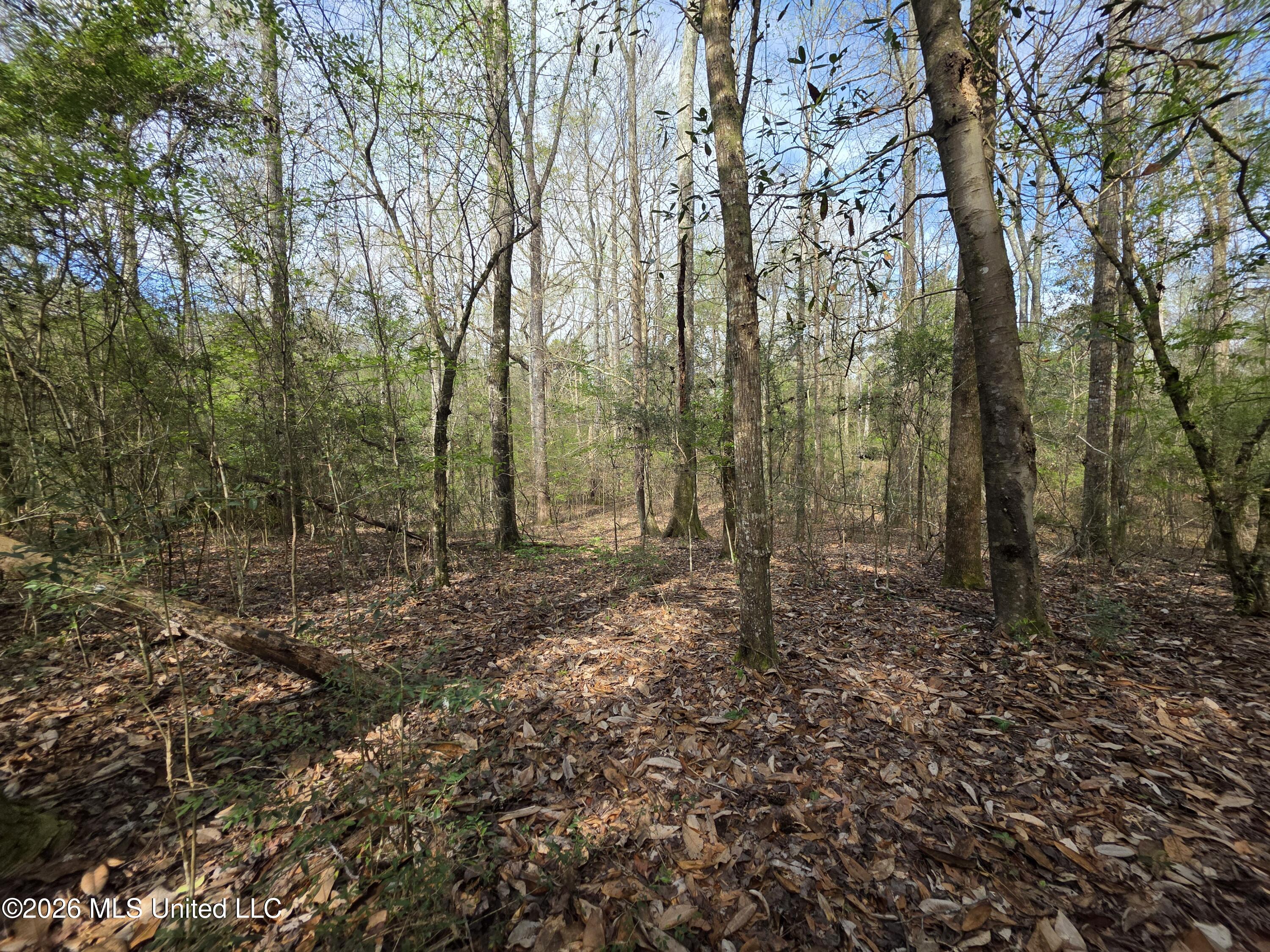 Conerly Drive Property Photo 25
