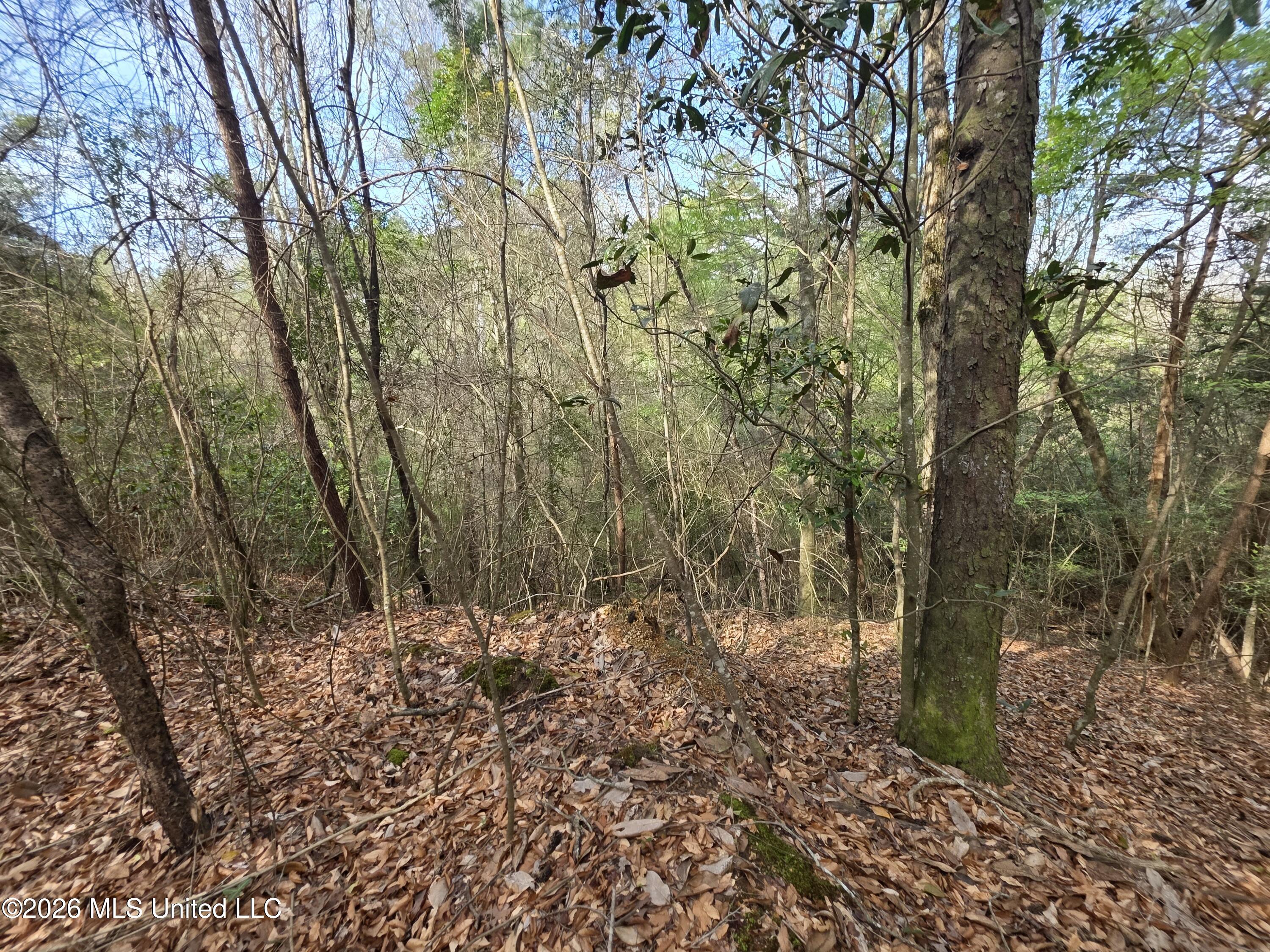 Conerly Drive Property Photo 31