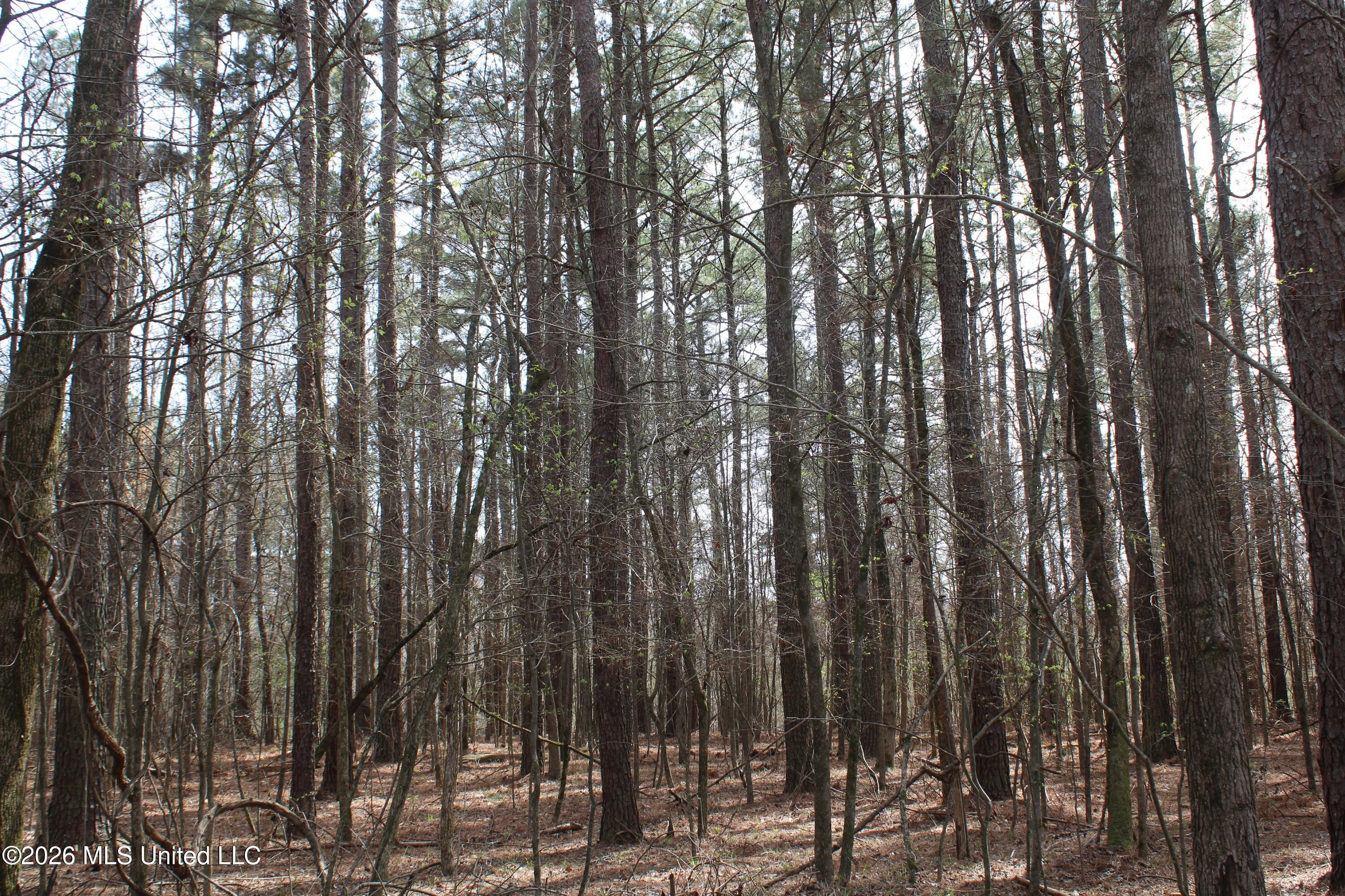 4500 Jaybird Road Property Photo 15