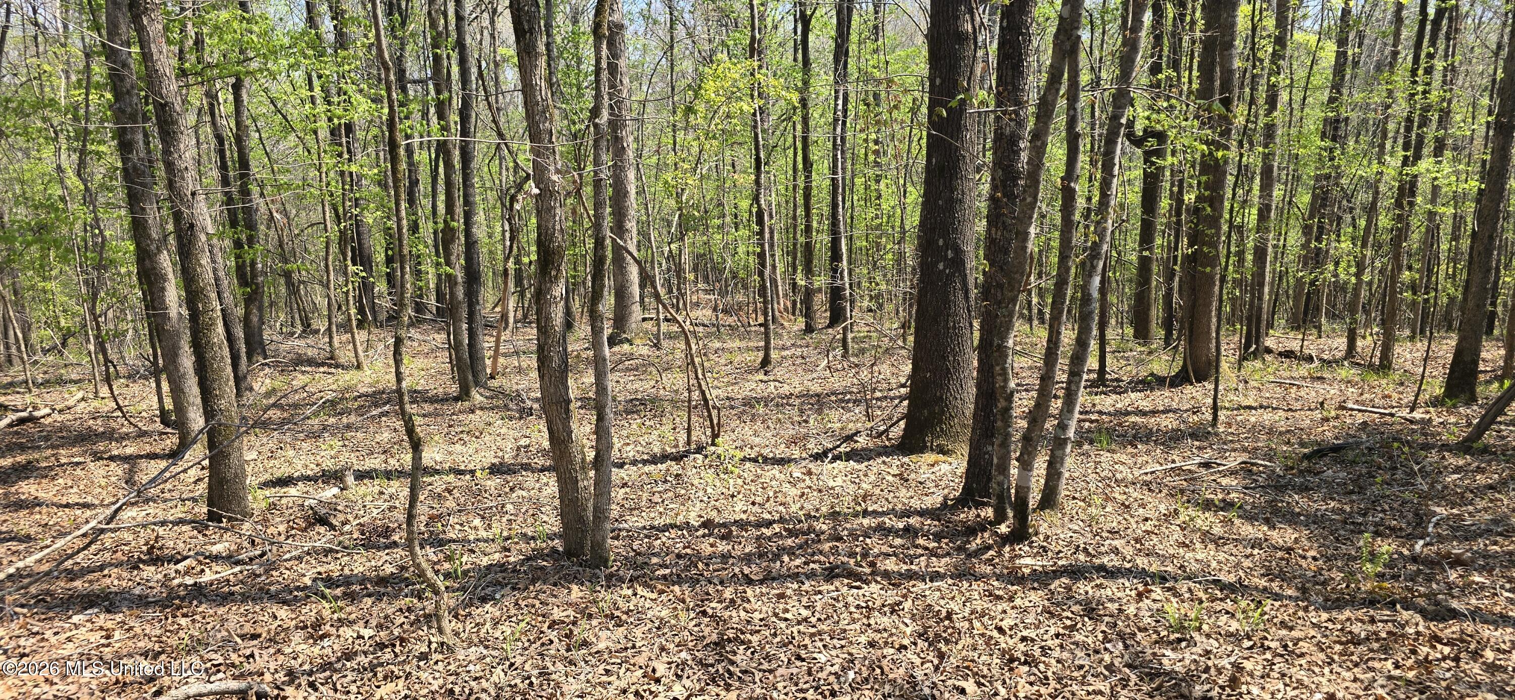 Ms-17 Property Photo 38