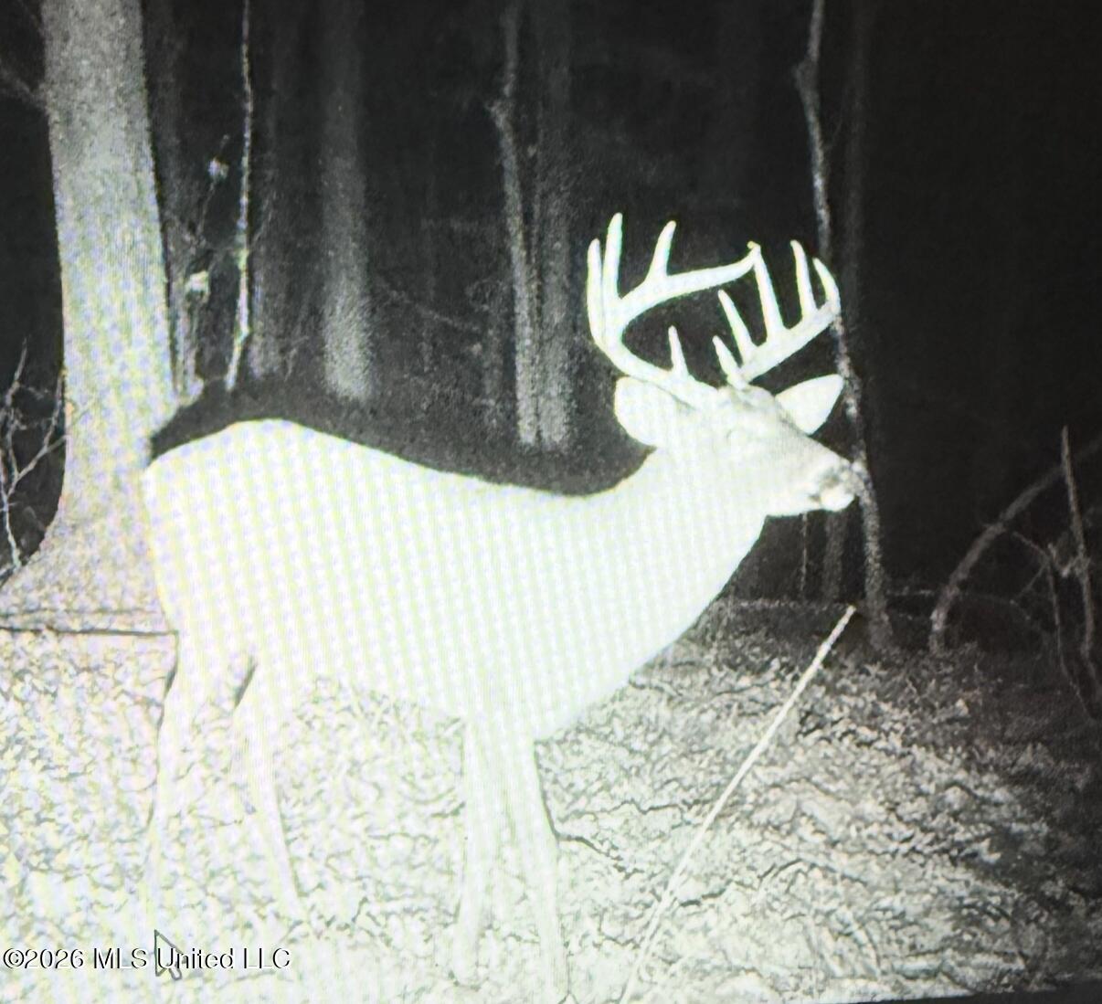 Ms-17 Property Photo 42