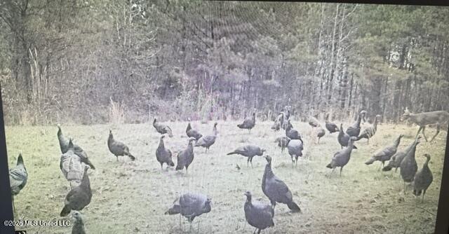 Mississippi 9 Property Photo 38