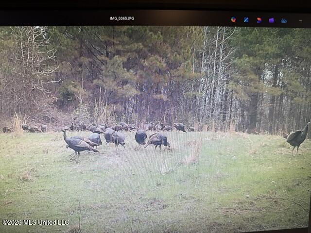 Mississippi 9 Property Photo 42