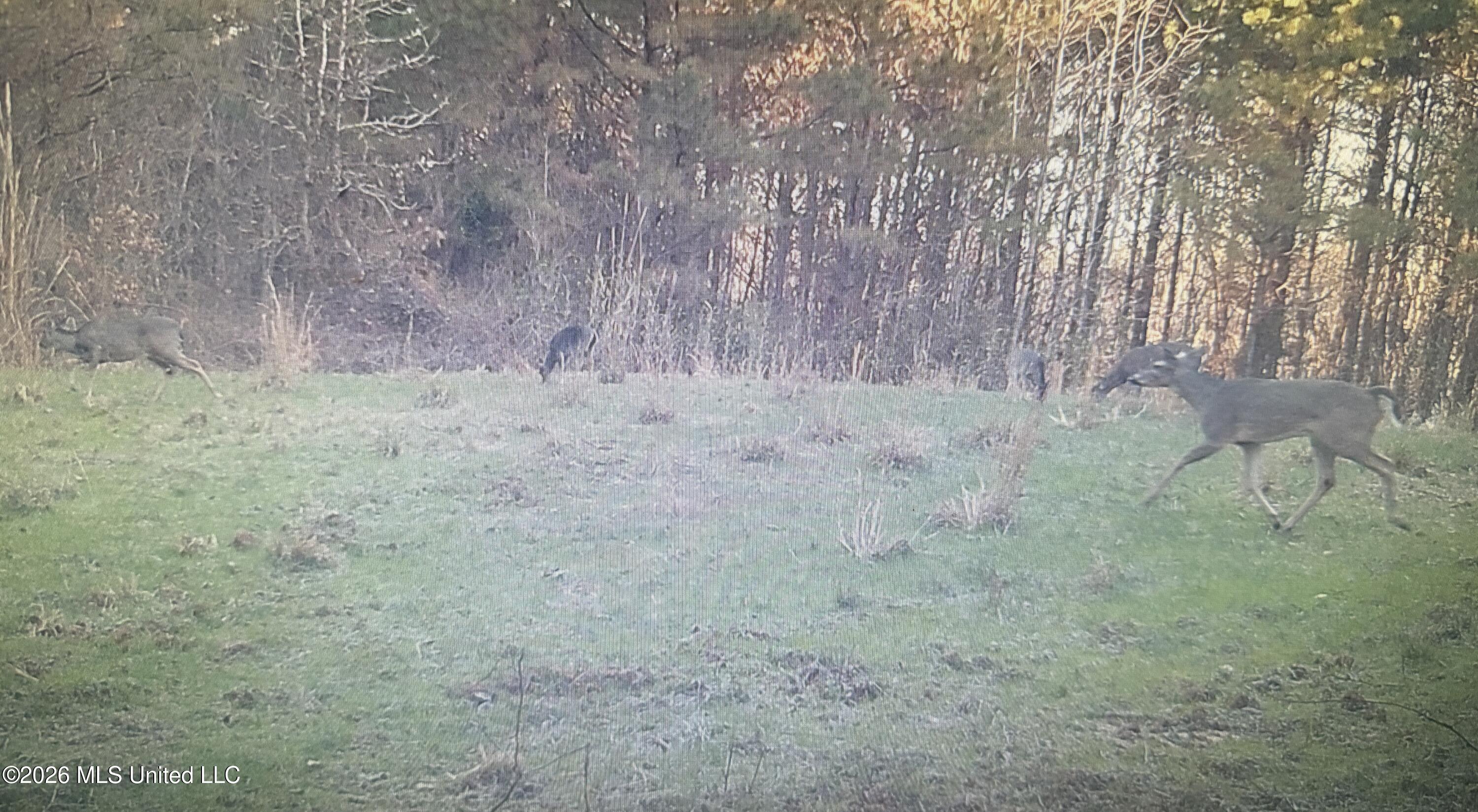 Mississippi 9 Property Photo 47