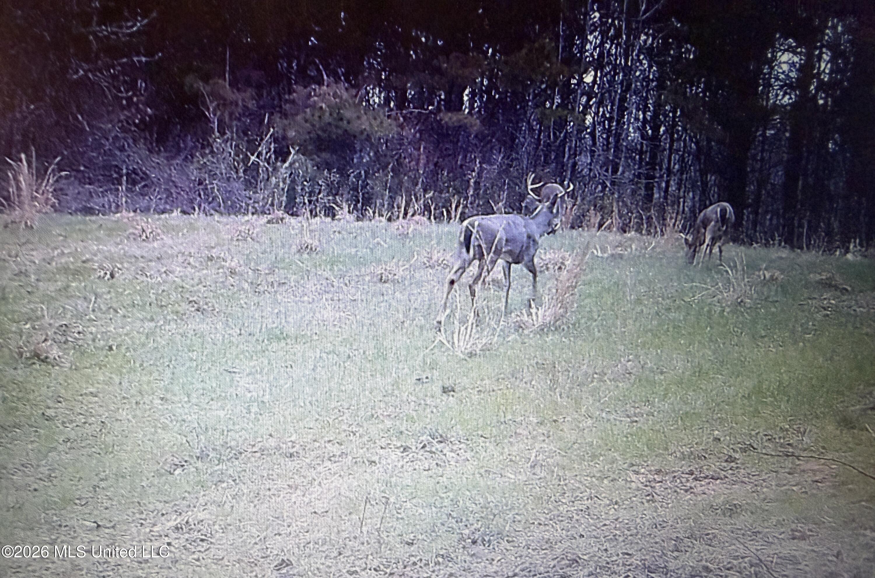 Mississippi 9 Property Photo 51