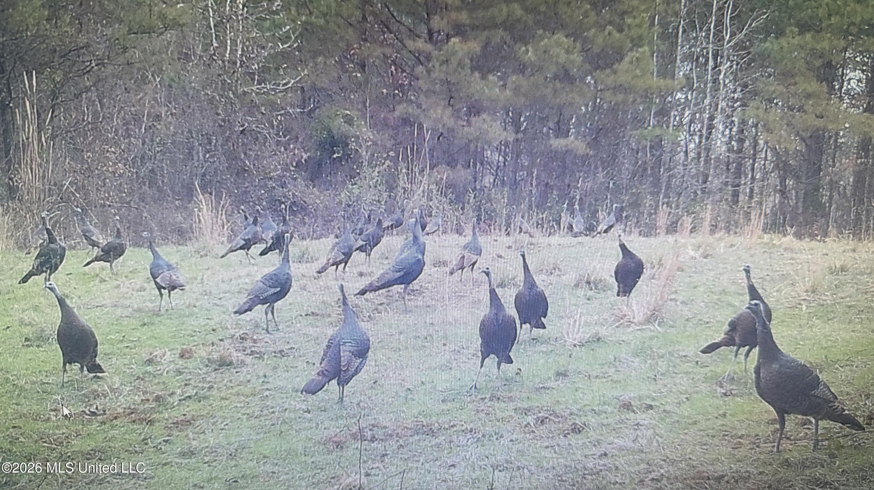 Mississippi 9 Property Photo 52