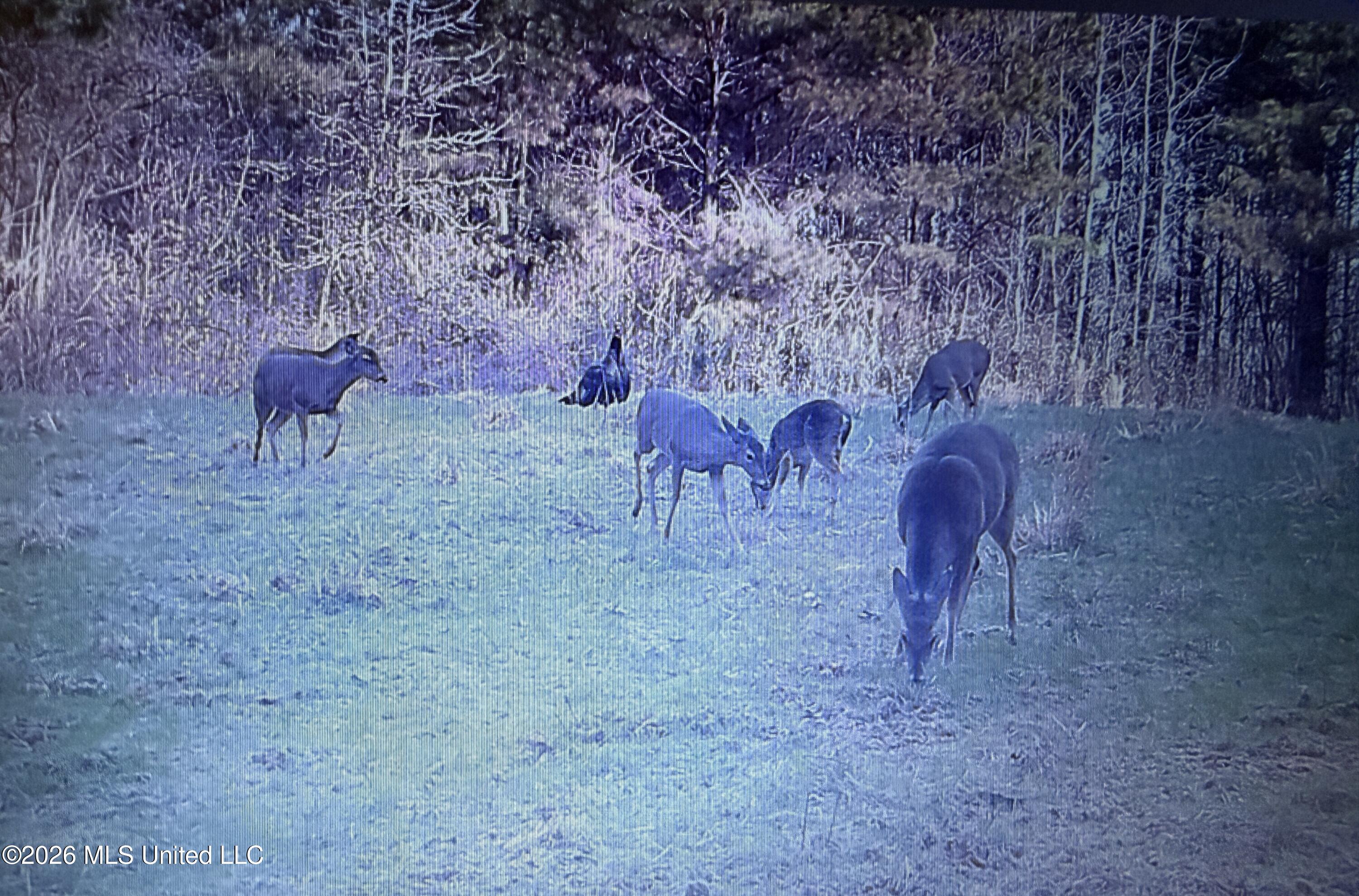 Mississippi 9 Property Photo 53