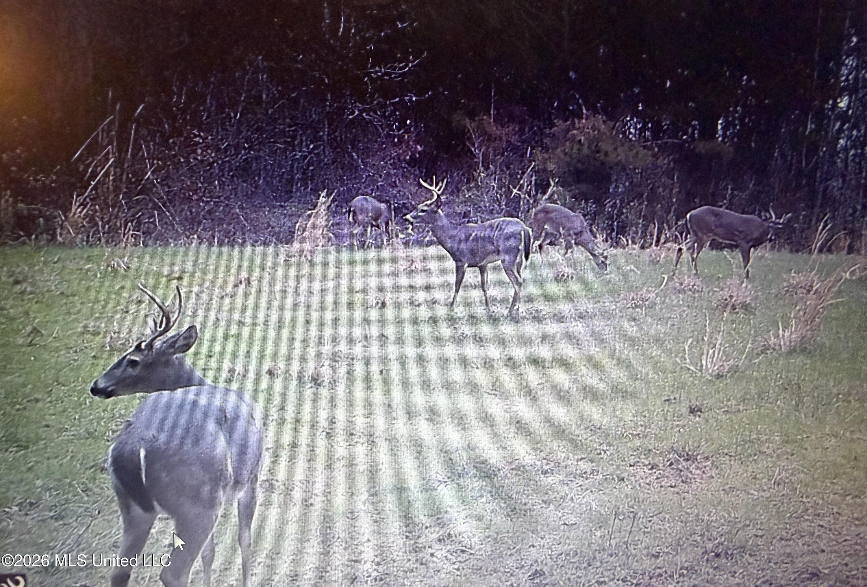 Mississippi 9 Property Photo 54