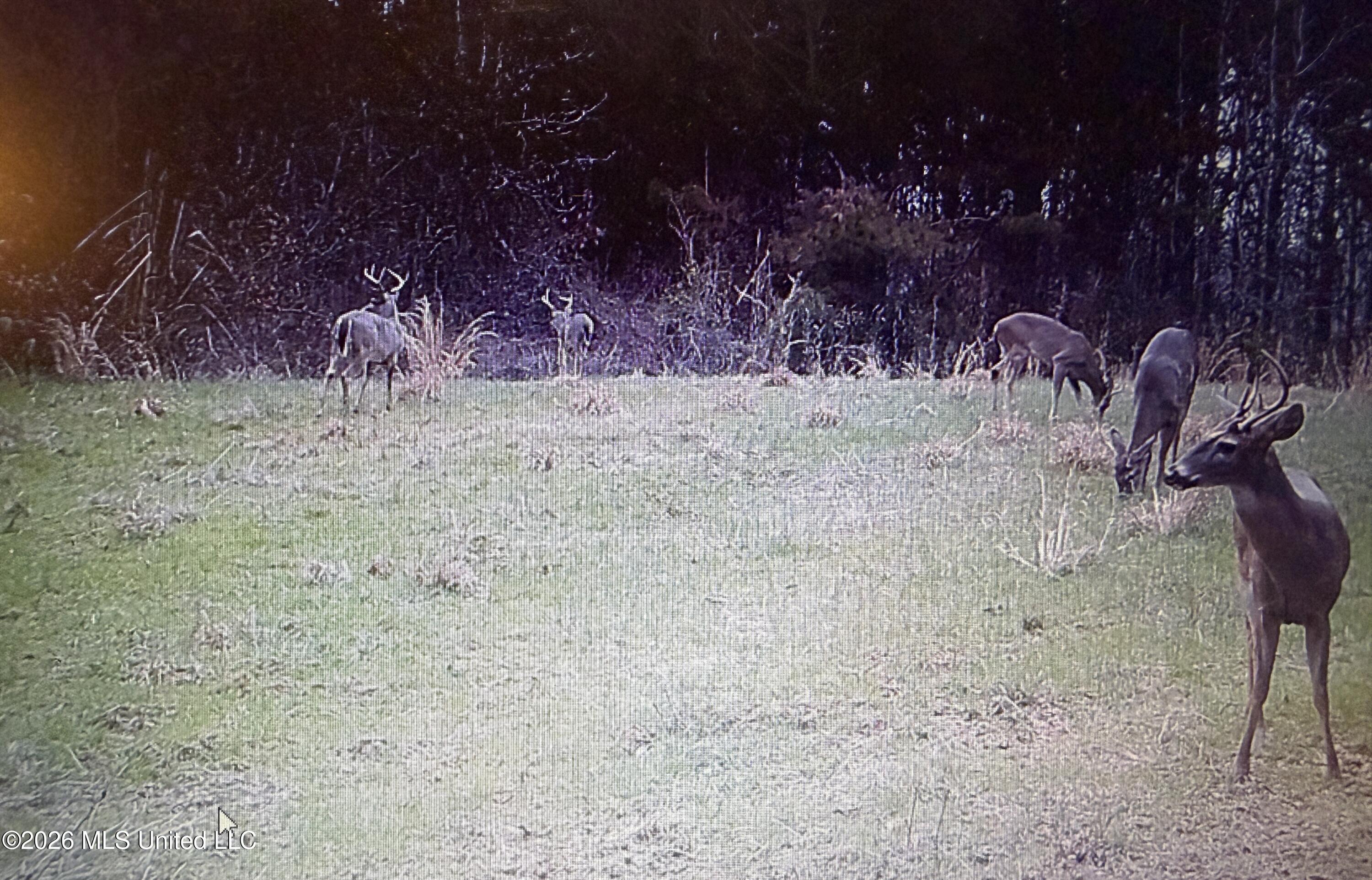 Mississippi 9 Property Photo 58