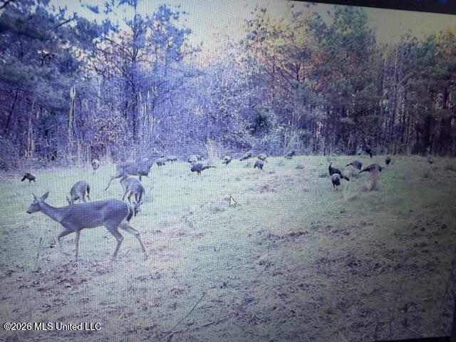 Mississippi 9 Property Photo 65