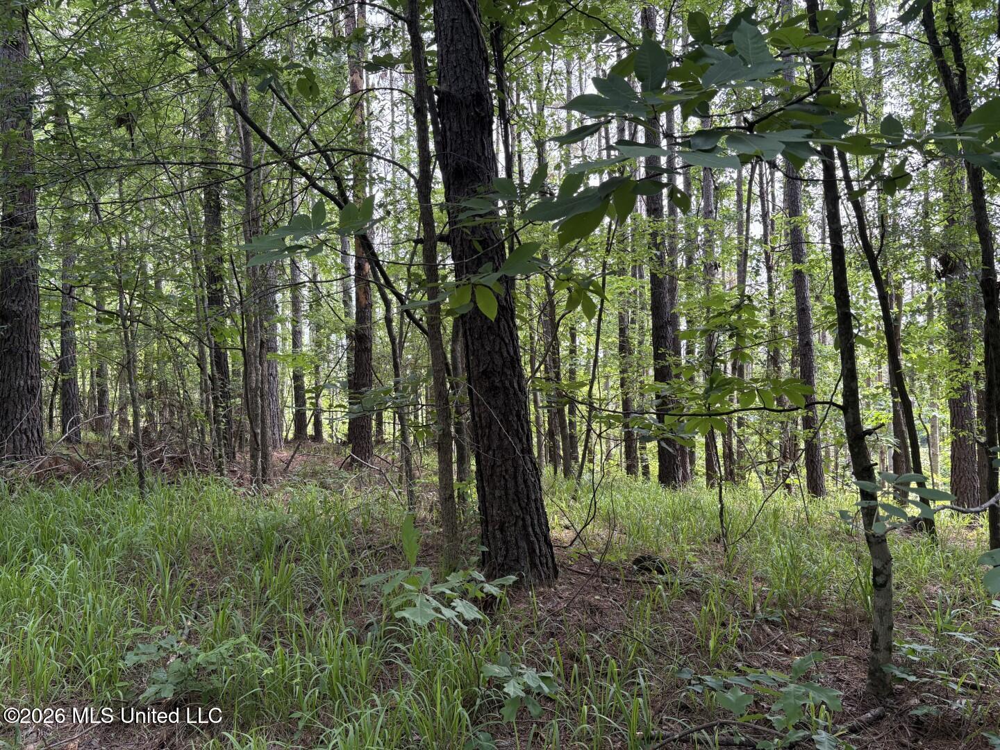 Mississippi 9 Property Photo 85