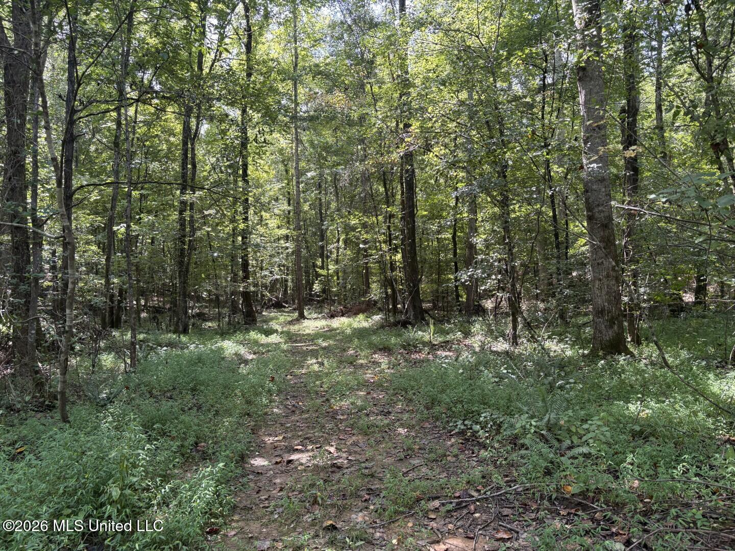 Mississippi 41 Property Photo 3