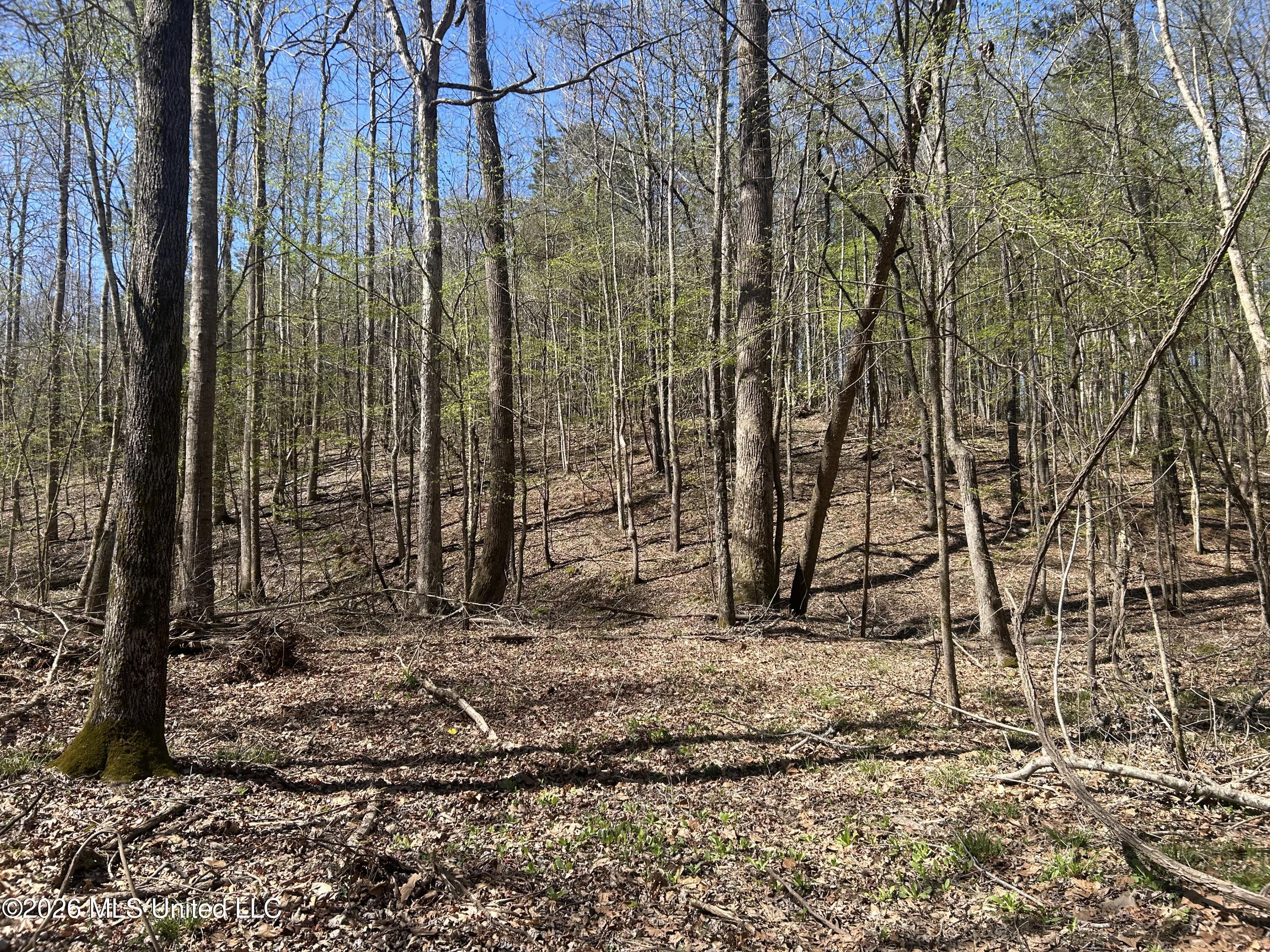 Mississippi 41 Property Photo 15