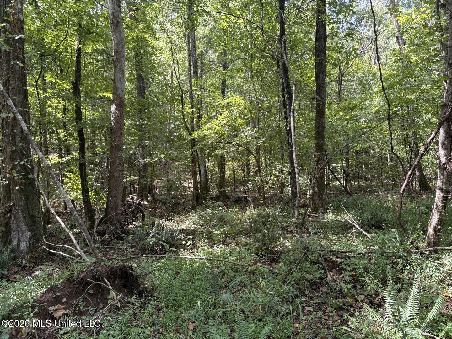 Mississippi 41 Property Photo 22