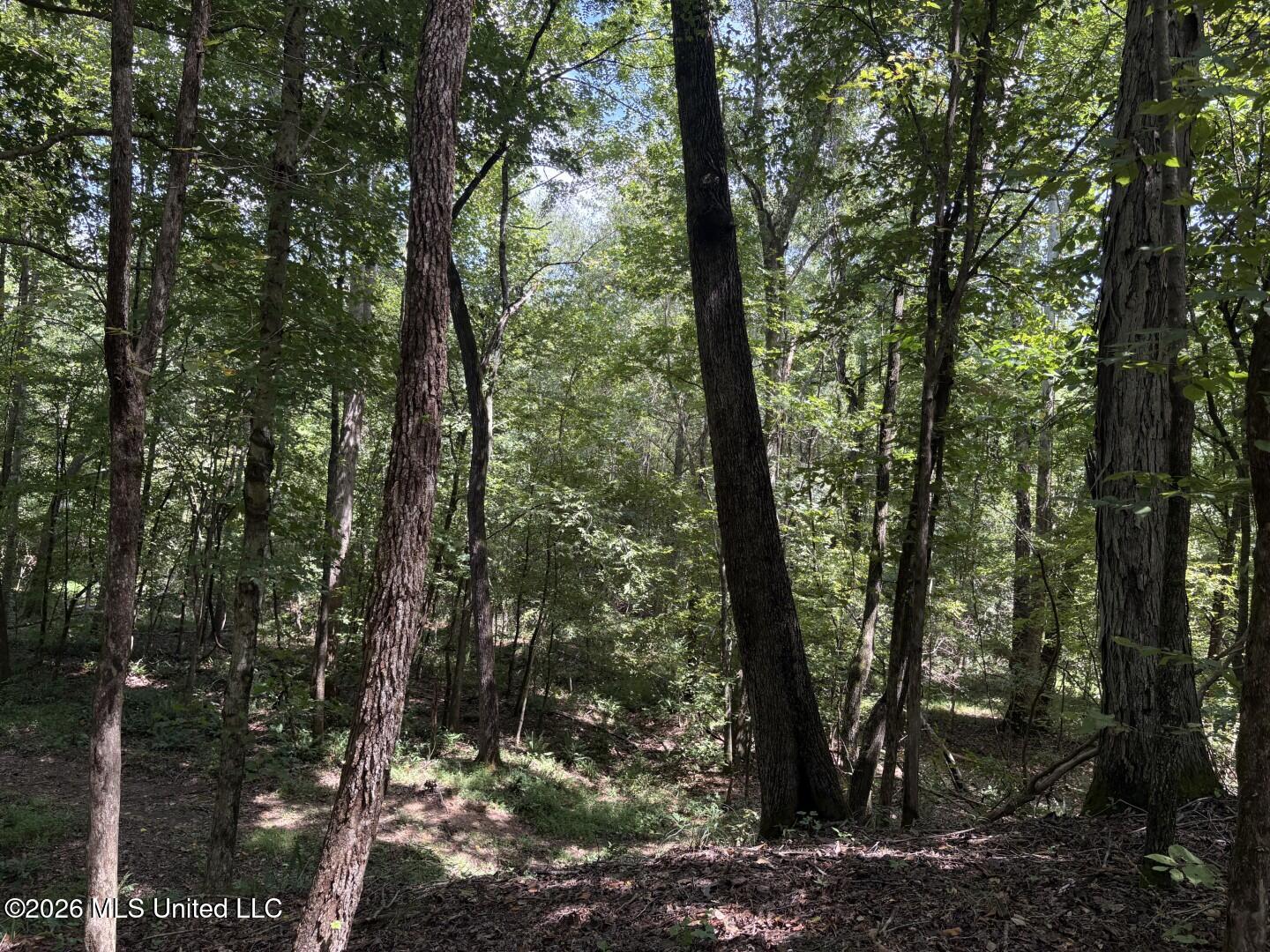 Mississippi 41 Property Photo 25
