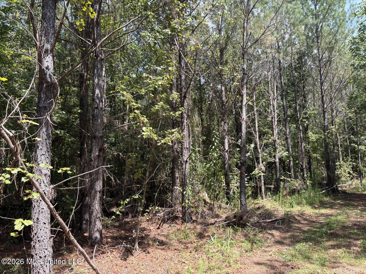 Mississippi 41 Property Photo 29
