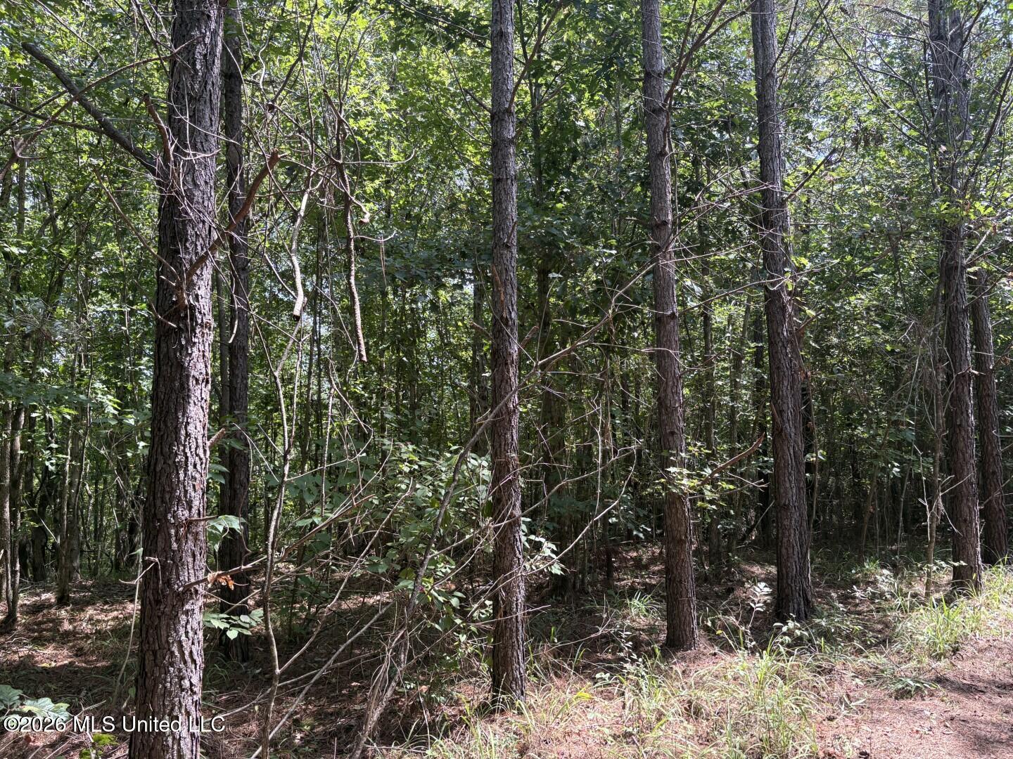 Mississippi 41 Property Photo 31