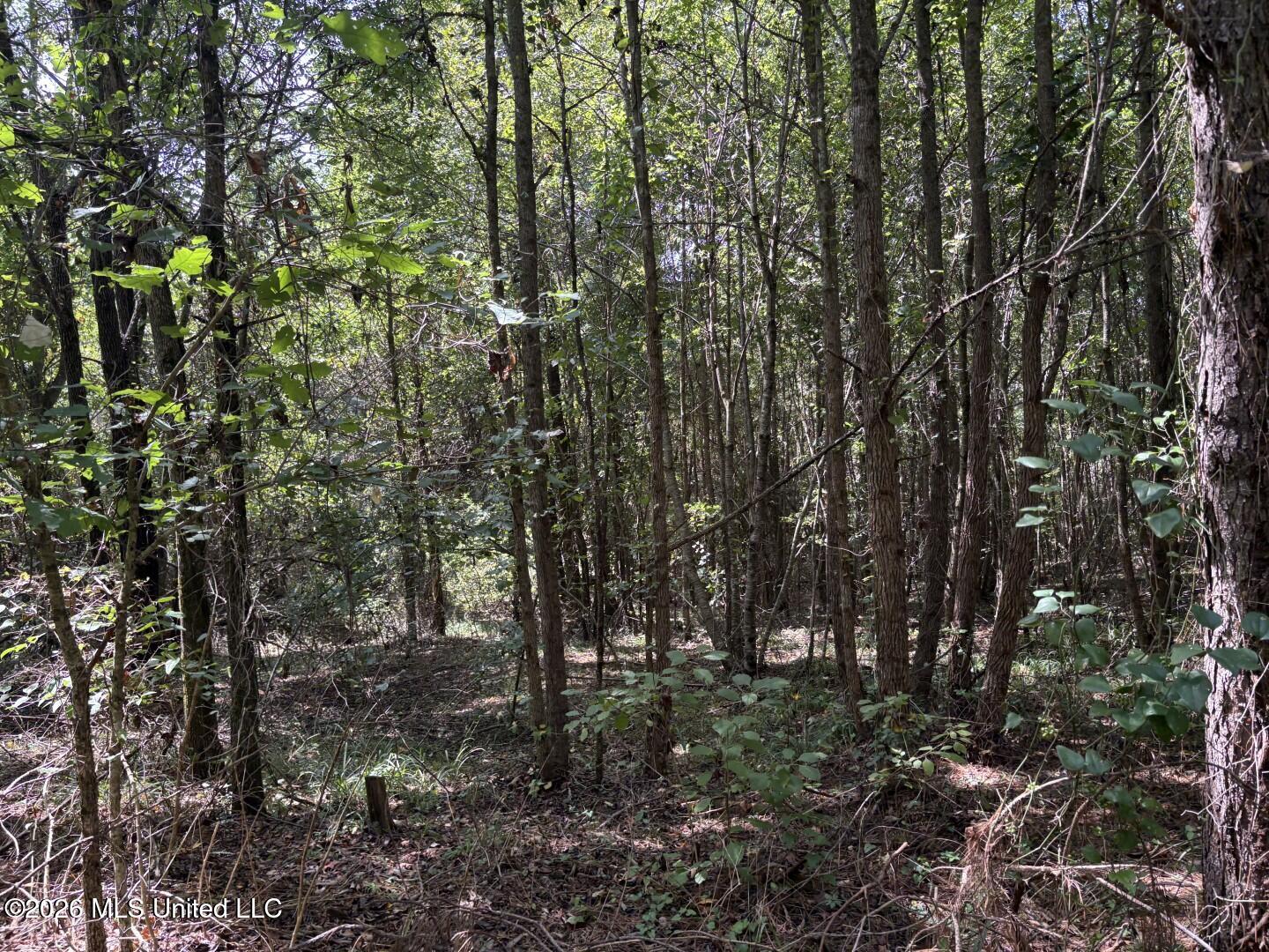 Mississippi 41 Property Photo 32