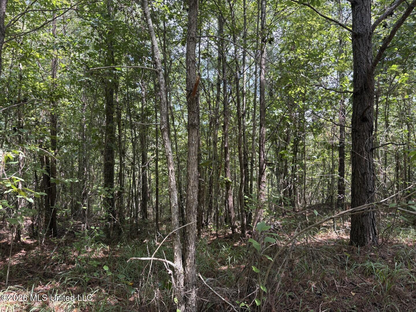 Mississippi 41 Property Photo 33