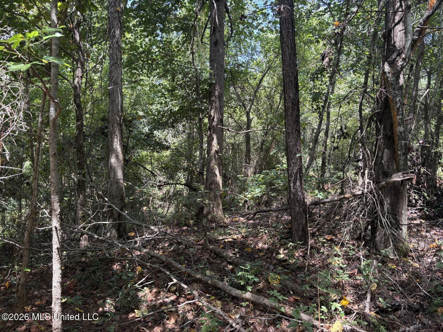 Mississippi 41 Property Photo 37