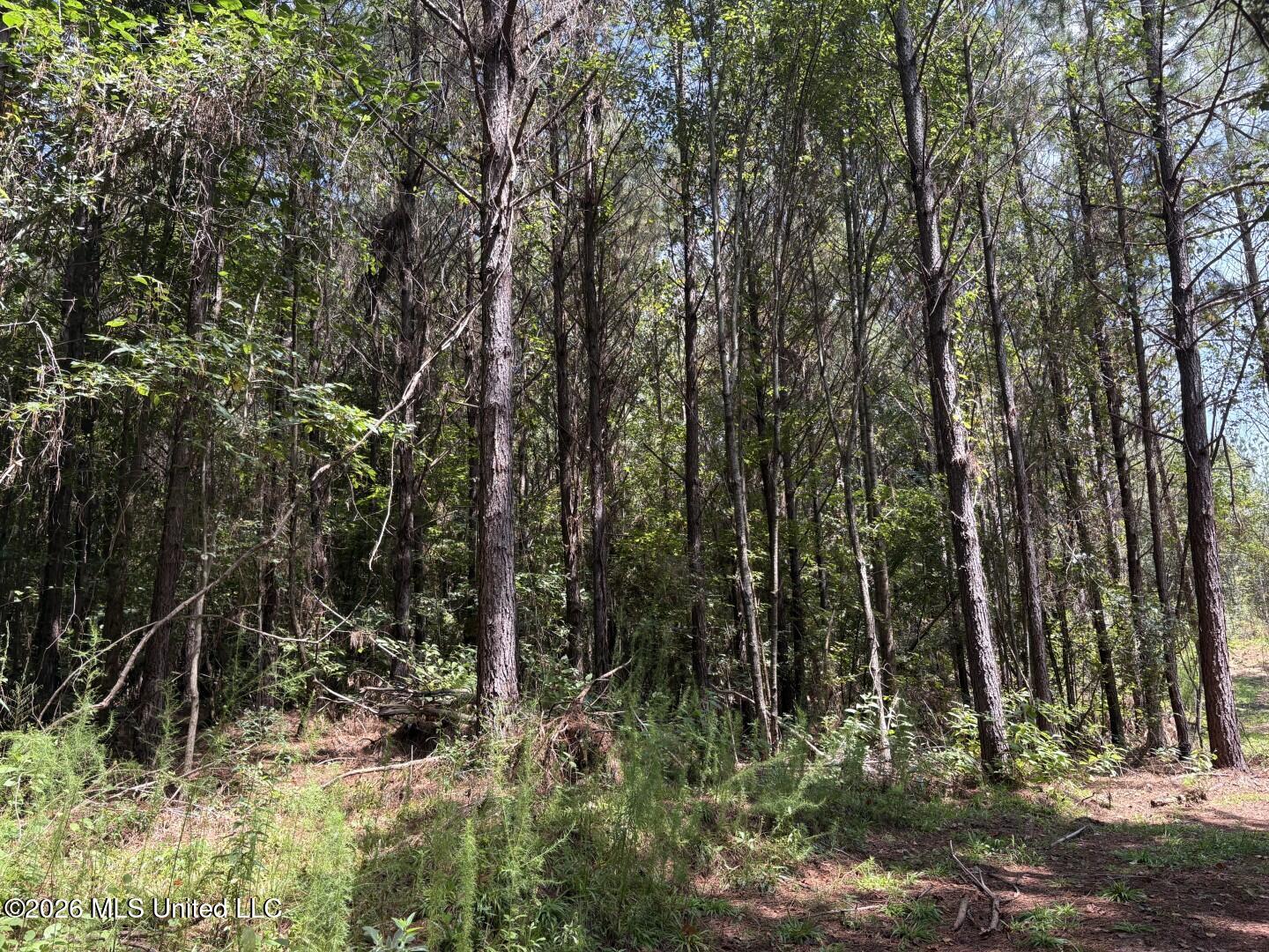 Mississippi 41 Property Photo 39