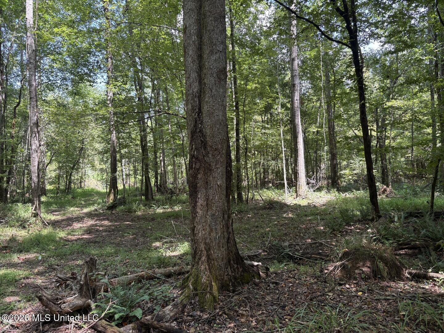 Mississippi 41 Property Photo 42