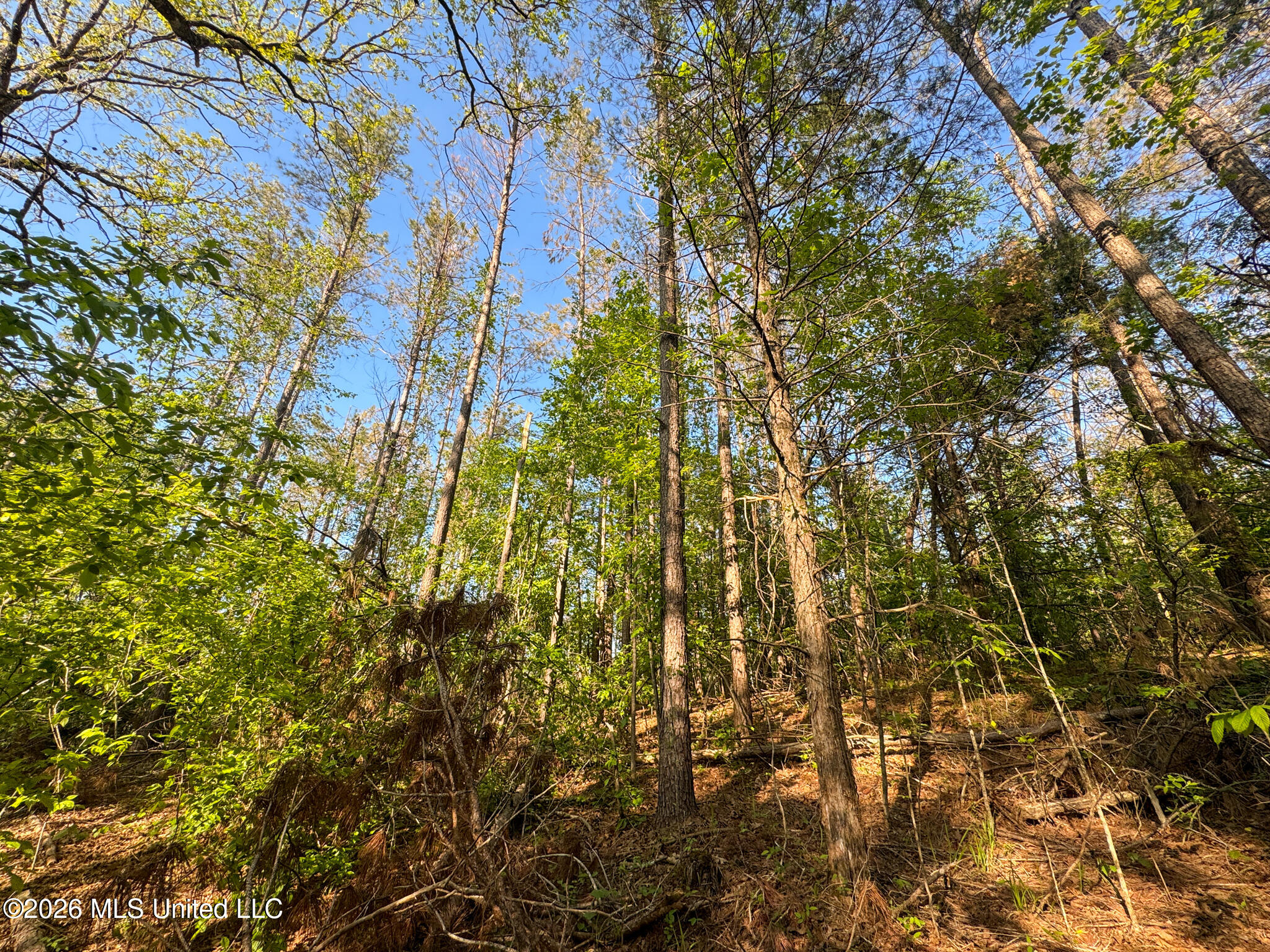 Dees Rd. Road Property Photo 20