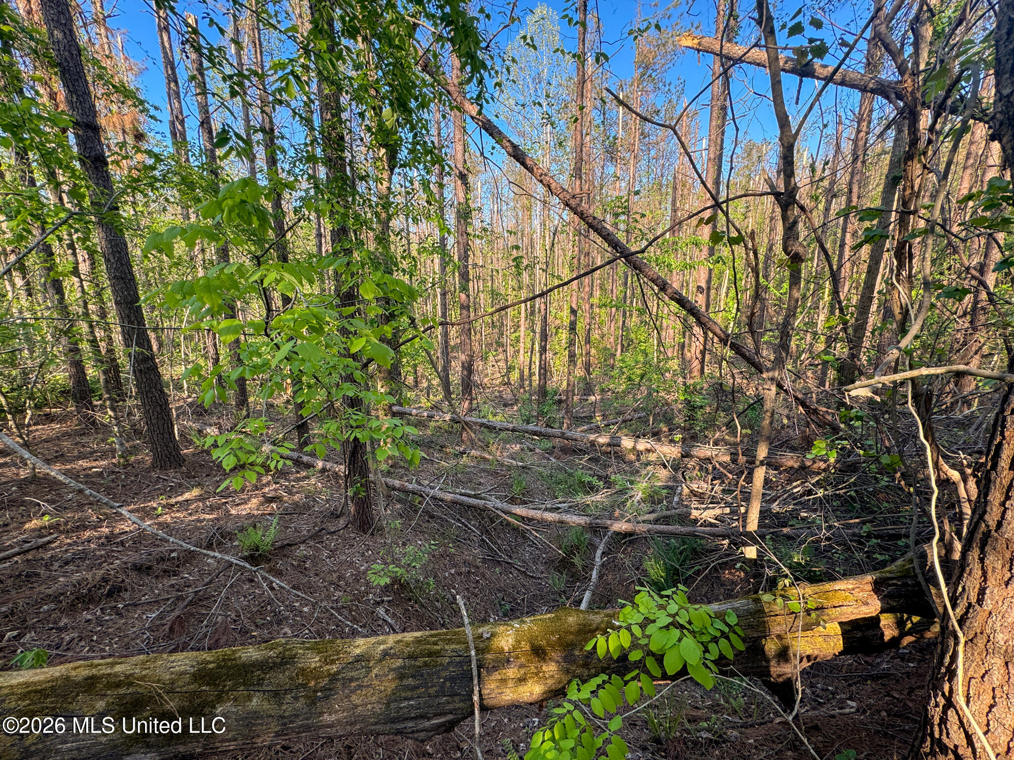 Dees Rd. Road Property Photo 22