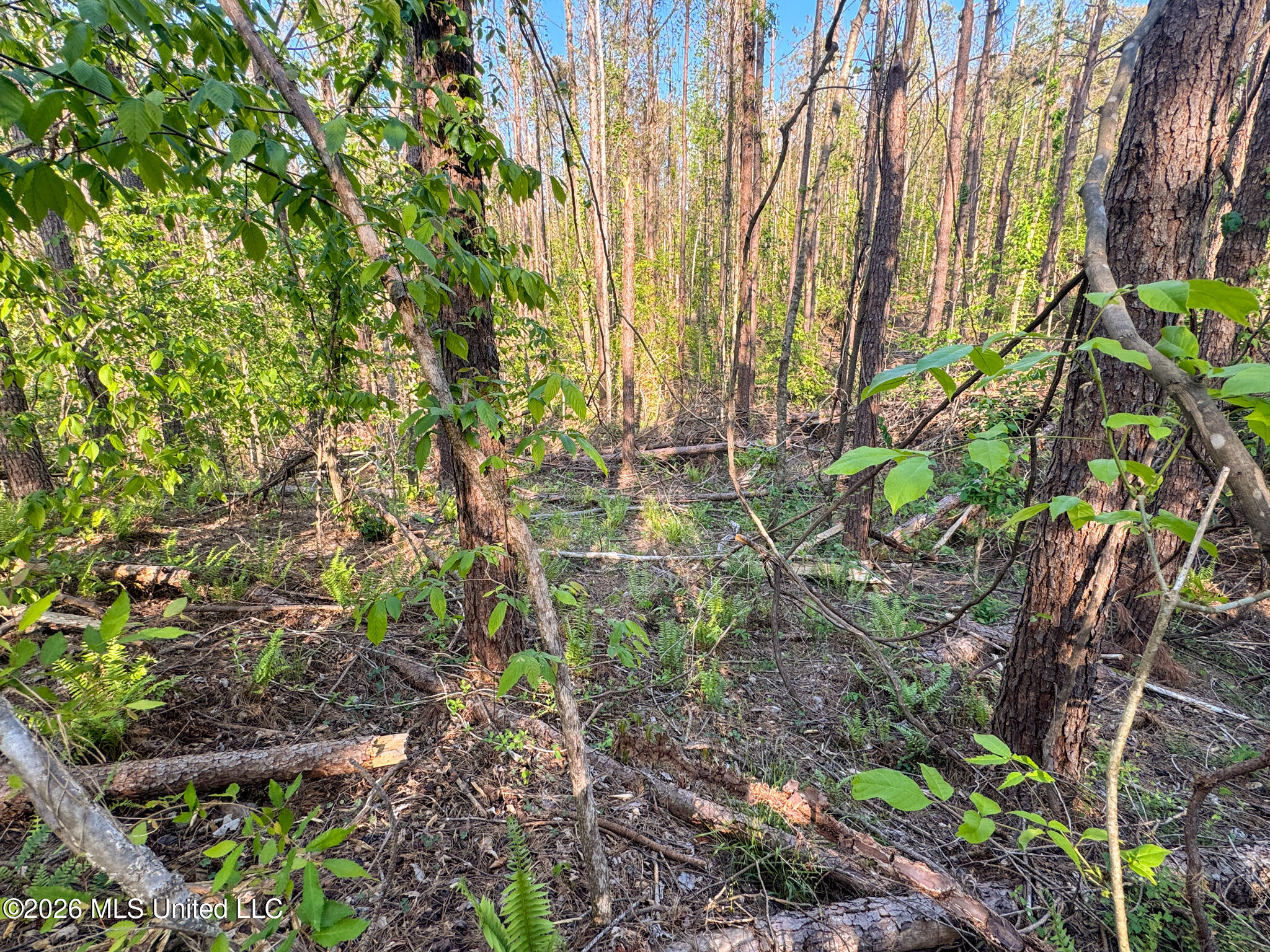 Dees Rd. Road Property Photo 24
