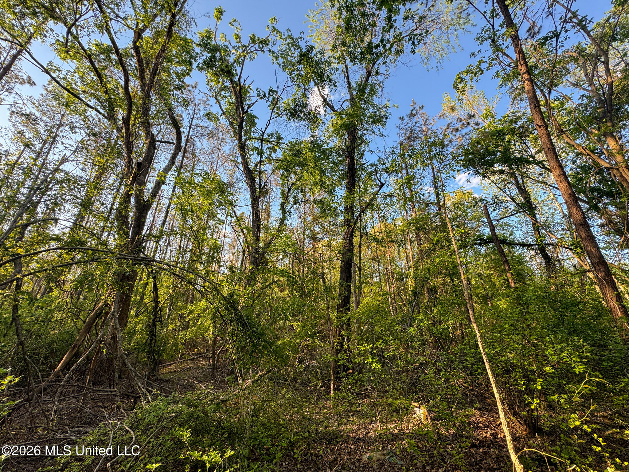 Dees Rd. Road Property Photo 45